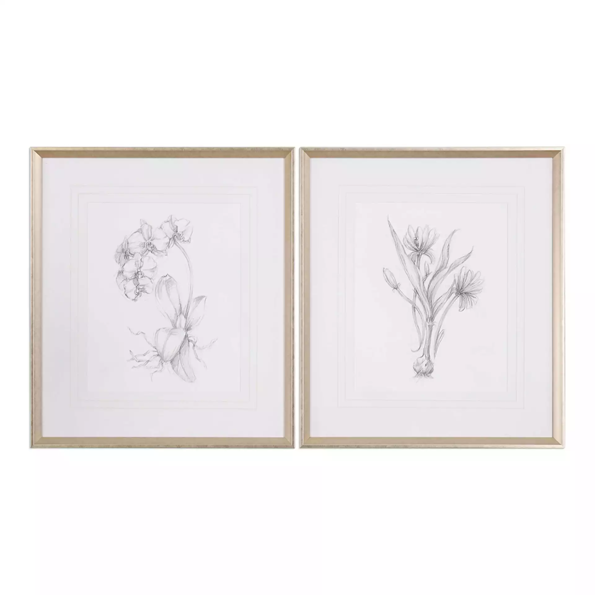 Botanical Sketches, 28" x 32", Set of 2
