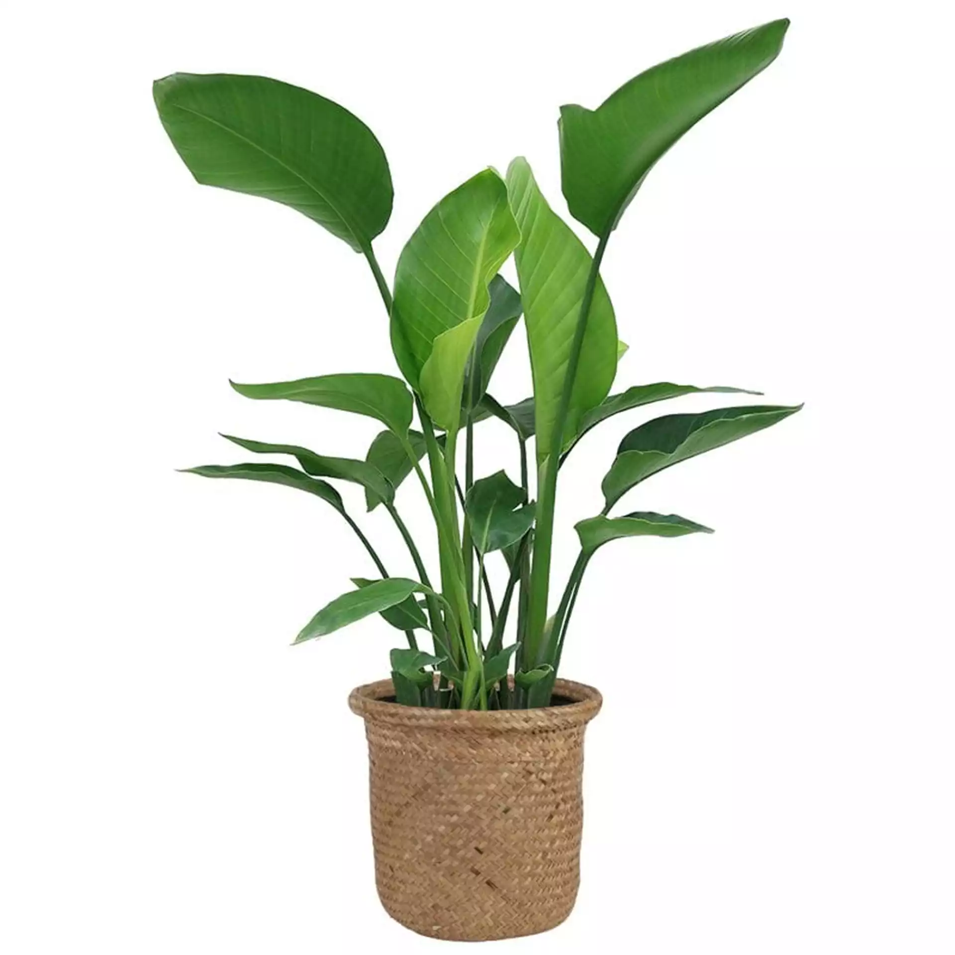 Costa Farms 24'' Plant Floor Plant in a Wicker & Rattan Basket, Outdoor Use