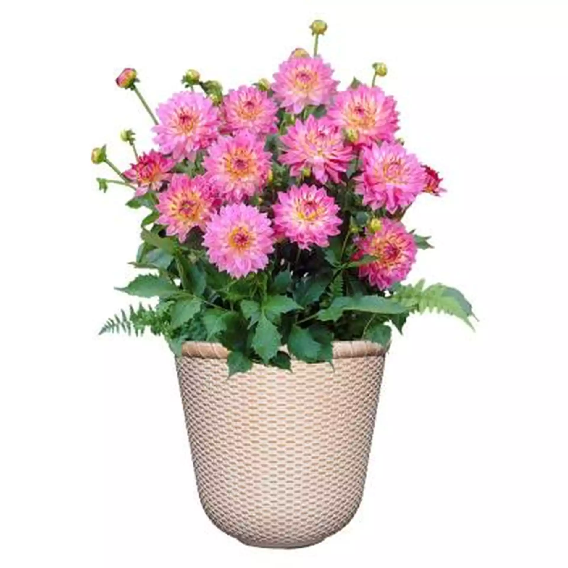 Classic Home & Garden Dahlia Grow Kit with 11 in. Eastlake Planter in Whitewash Finish