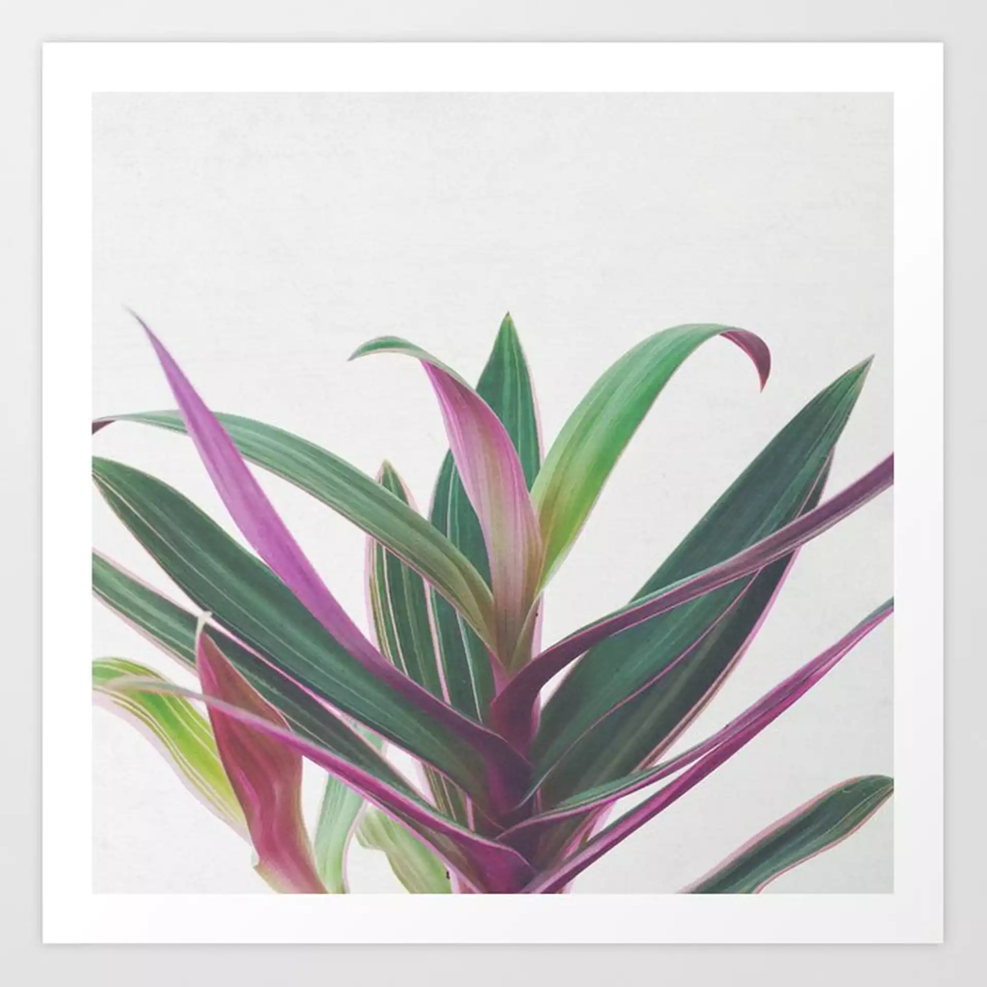 Boat Lily Ii Art Print by Cassia Beck - X-LARGE