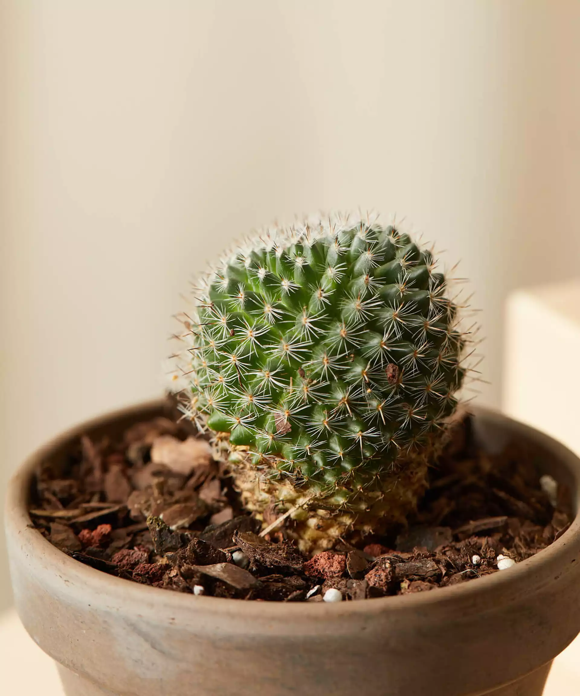 Sonoran Cacti Collection -  Terracotta