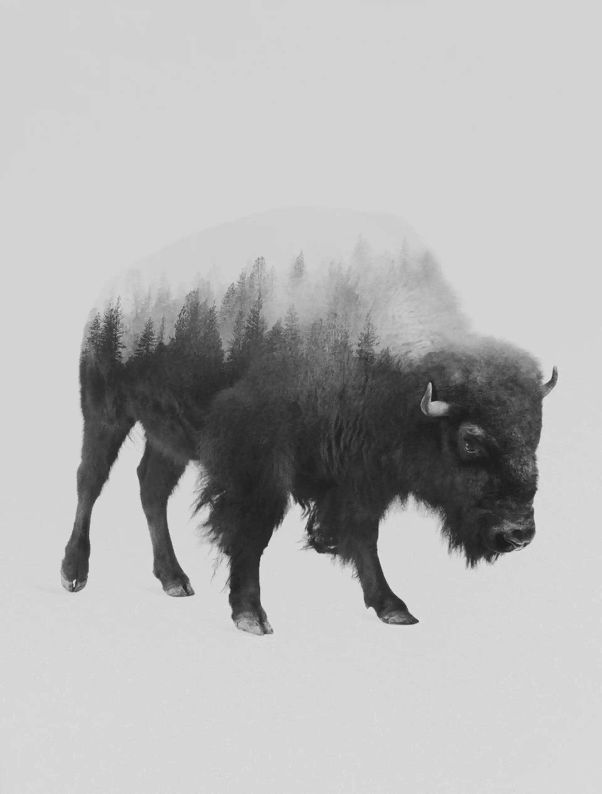 Bison (black & White Version) Art Print by Andreas Lie - LARGE