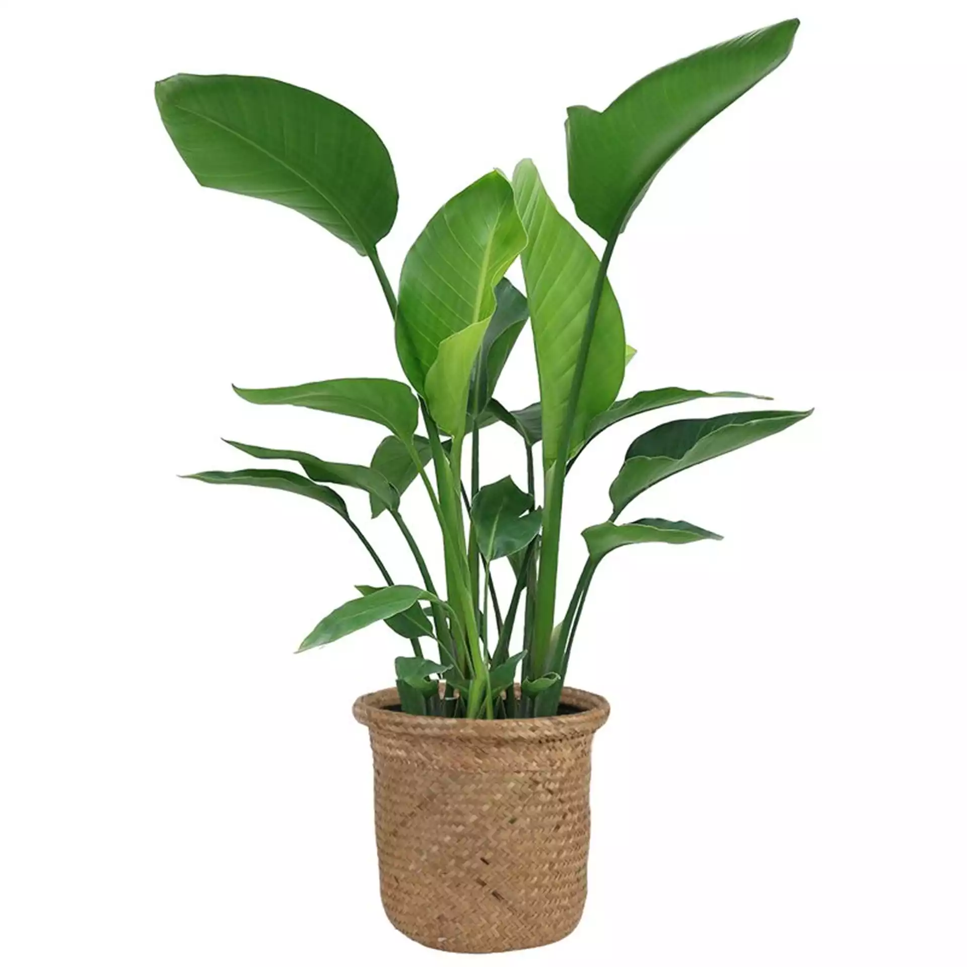 Costa Farms Live White Bird of Paradise Plant in Basket, 24"