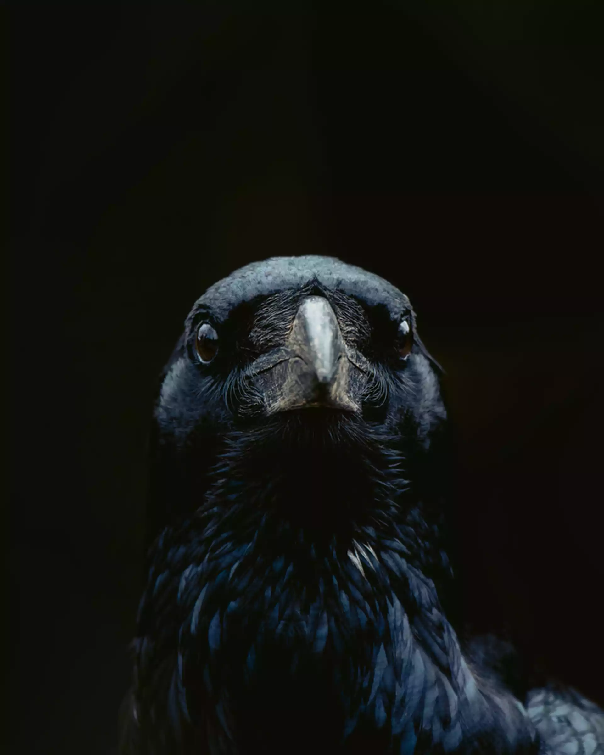 The Raven Art Print by Ingrid Beddoes Photography - MEDIUM