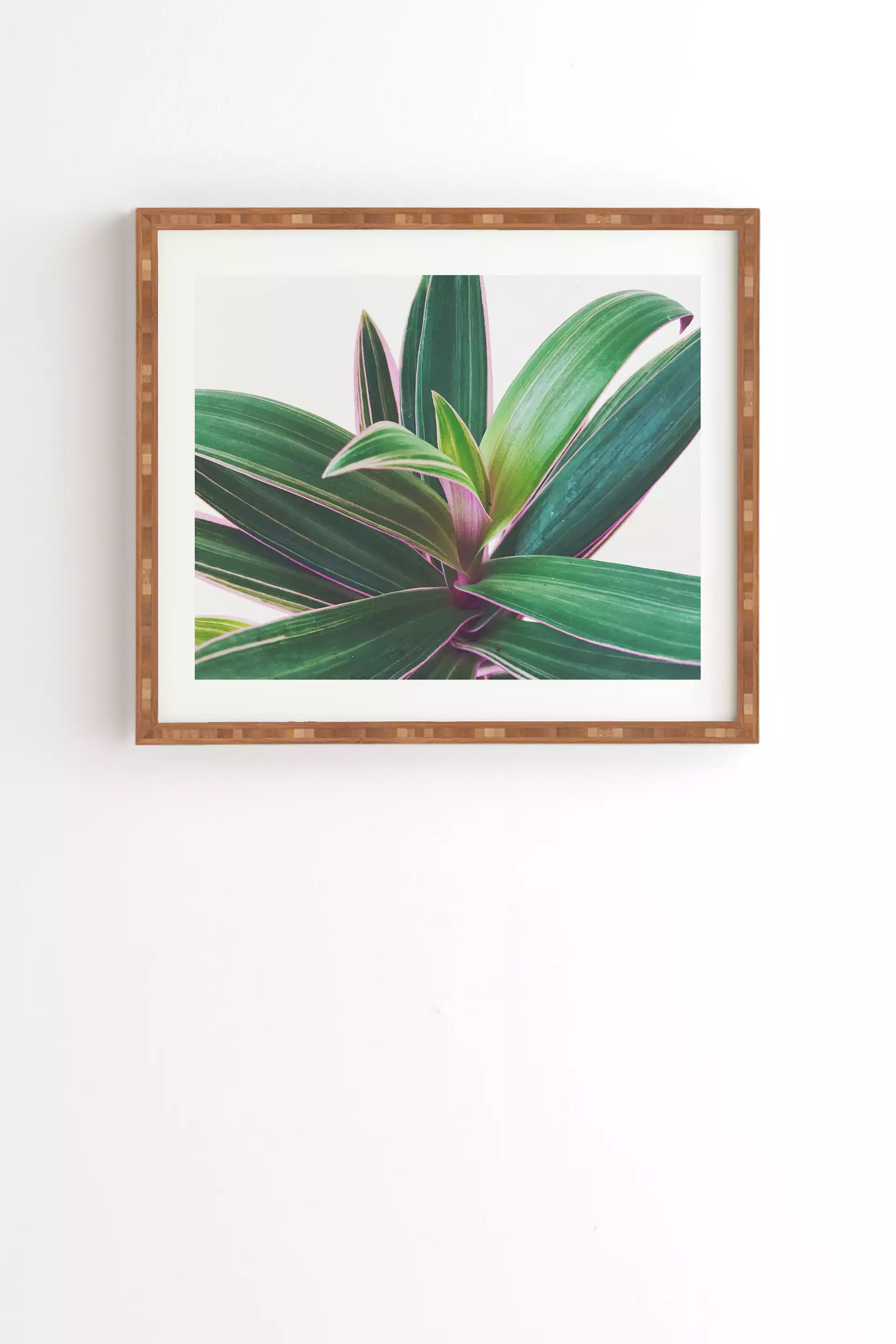 Oyster Plant by Cassia Beck - Framed Wall Art Bamboo 11" x 13"