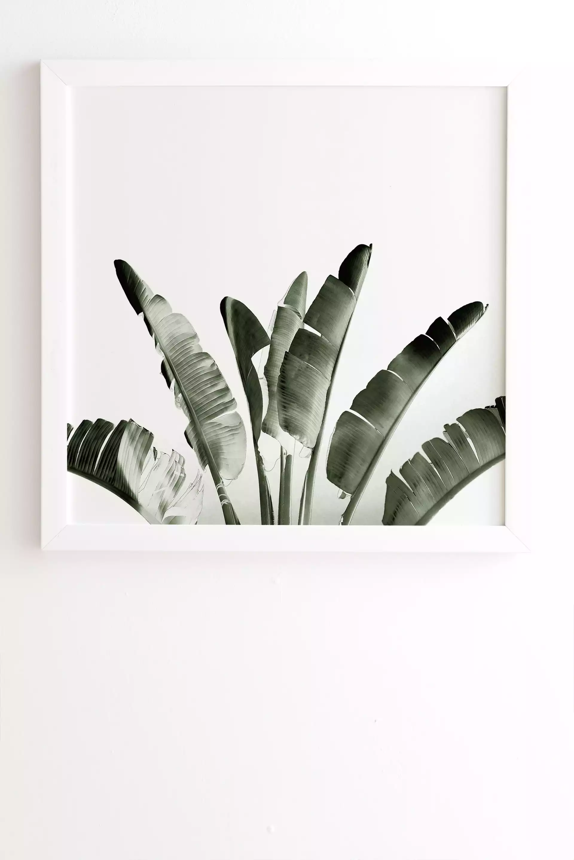 Traveler Palm by Gale Switzer - Framed Wall Art Basic White 19" x 22.4"
