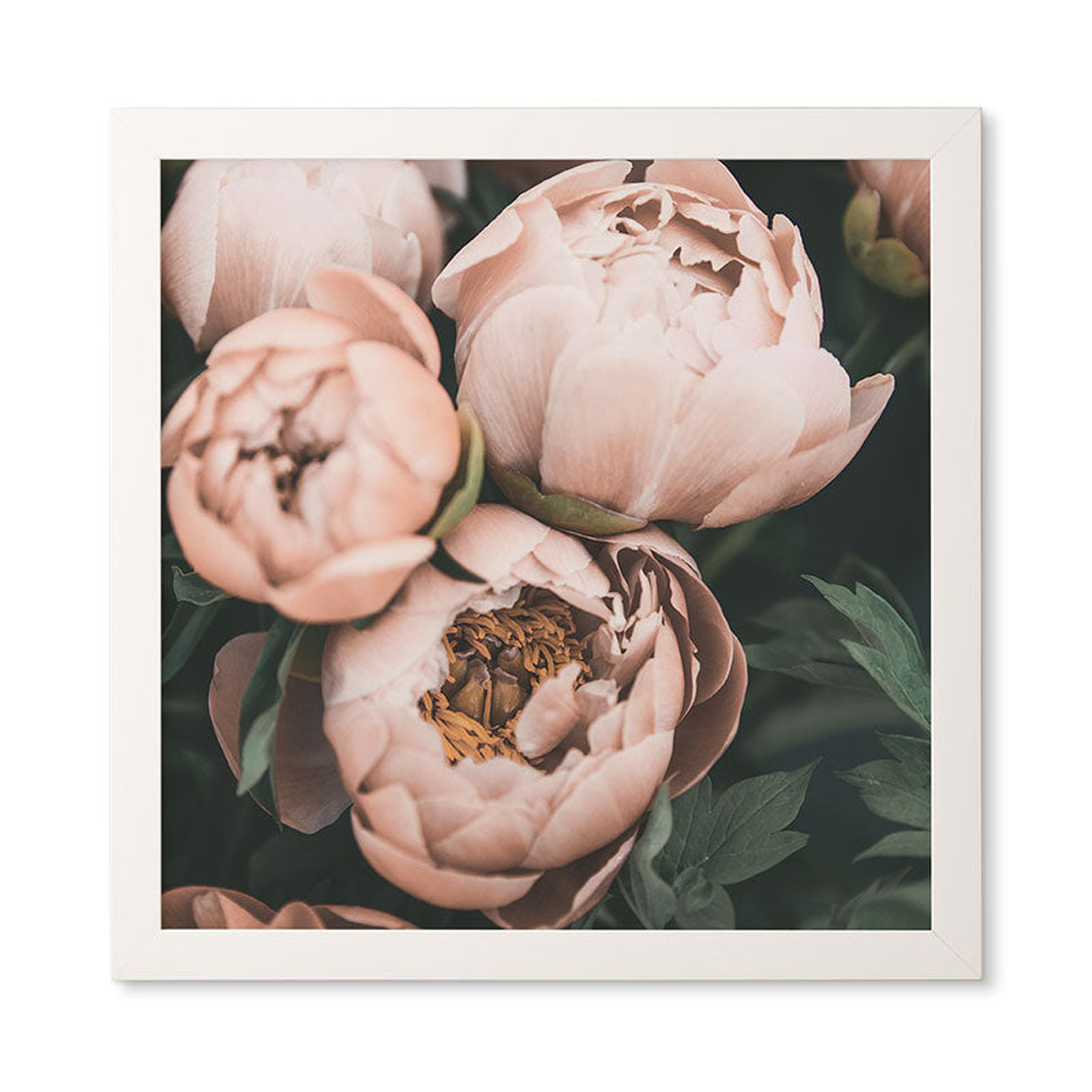 Pastel Peony by Sisi and Seb - Framed Wall Art Basic White 20" x 20" - Wander Print Co.