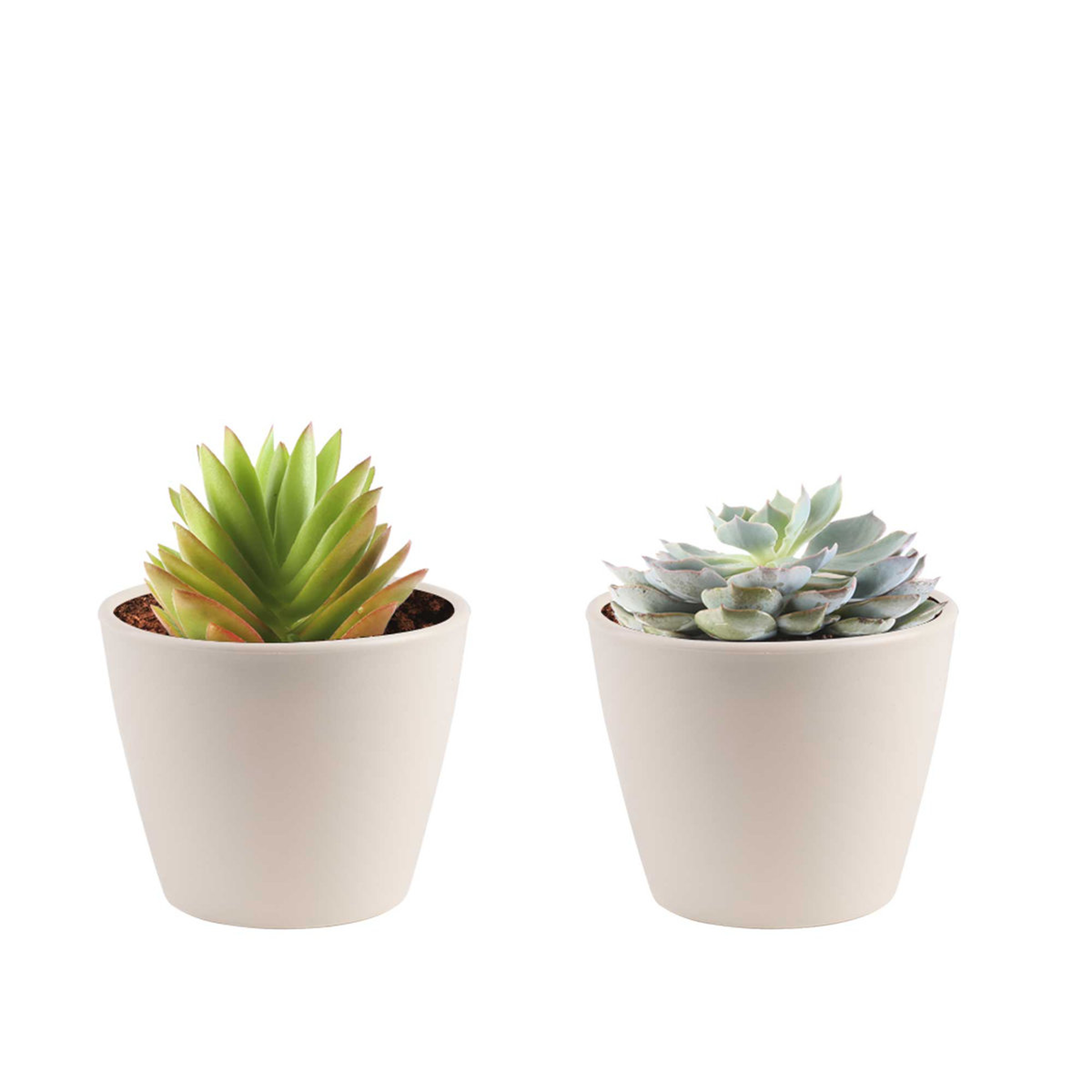 Costa Farms 2 Piece Costa Farms Live Succulent Low Maintenance Plant in Planter - Perigold