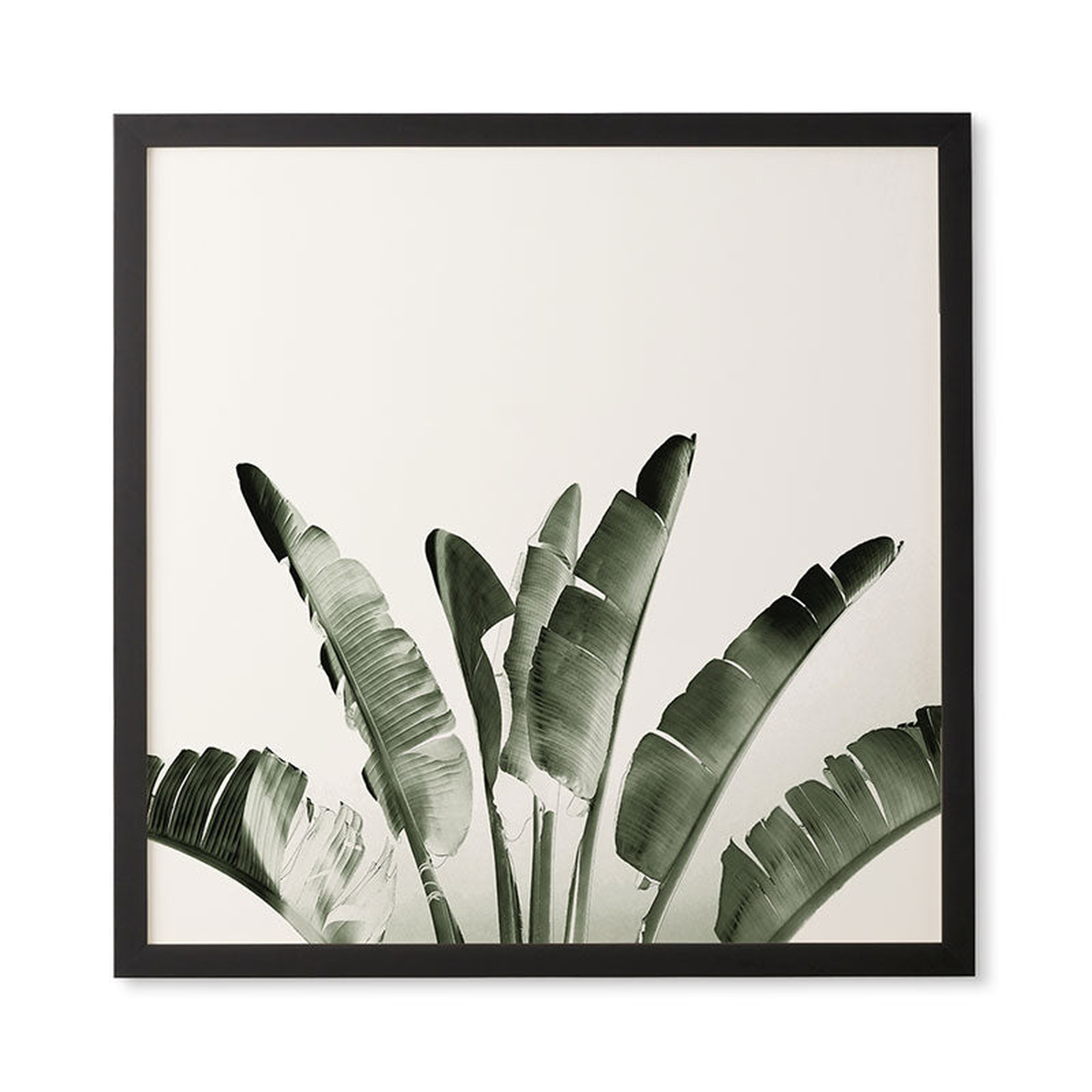 Traveler Palm by Gale Switzer - Framed Wall Art Basic Black 30" x 30" - Wander Print Co.