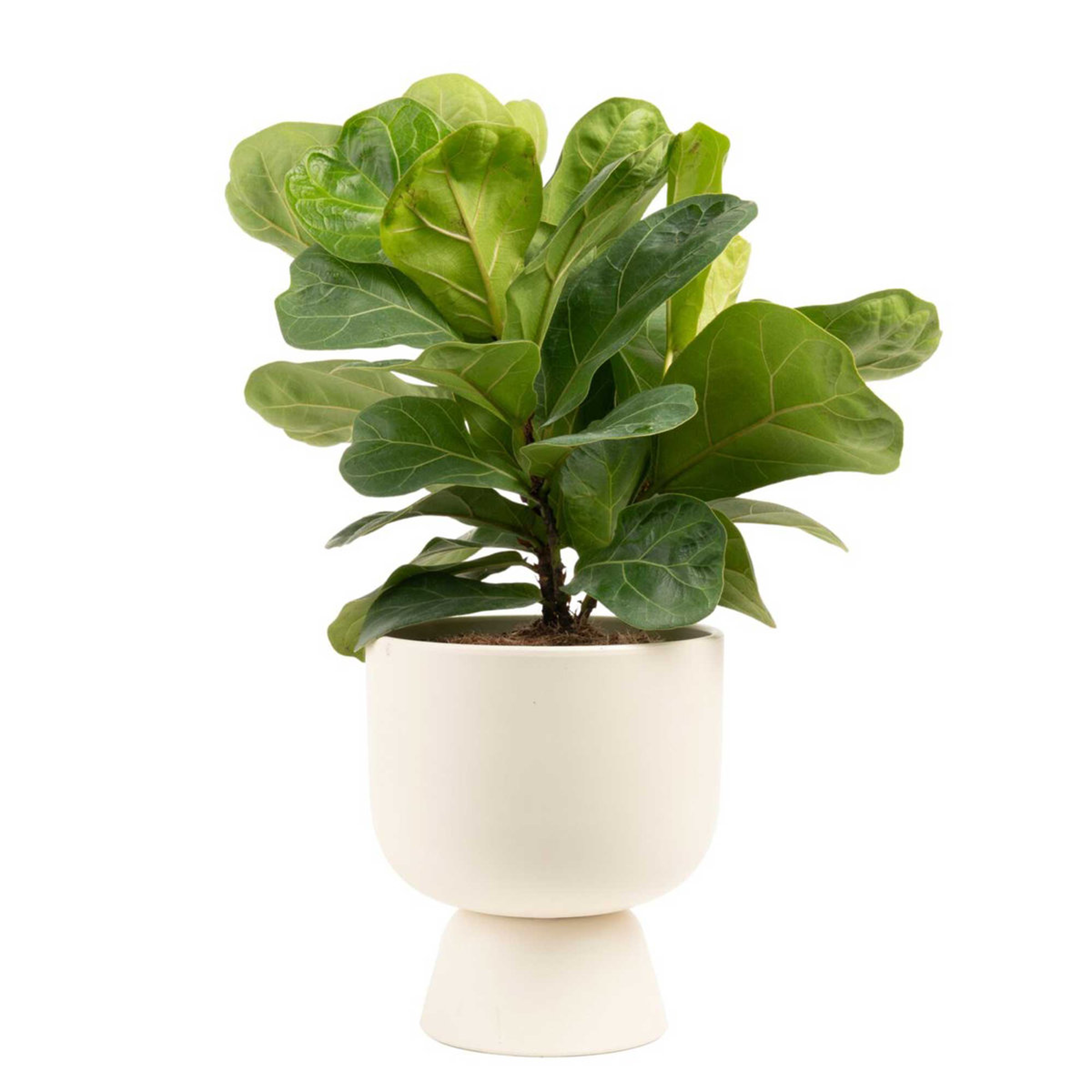 Costa Farms Costa Farms 12'' Fiddle Leaf Fig Plant Desktop Plant in a Ceramic Planter with Air Purifying Qualities - Perigold