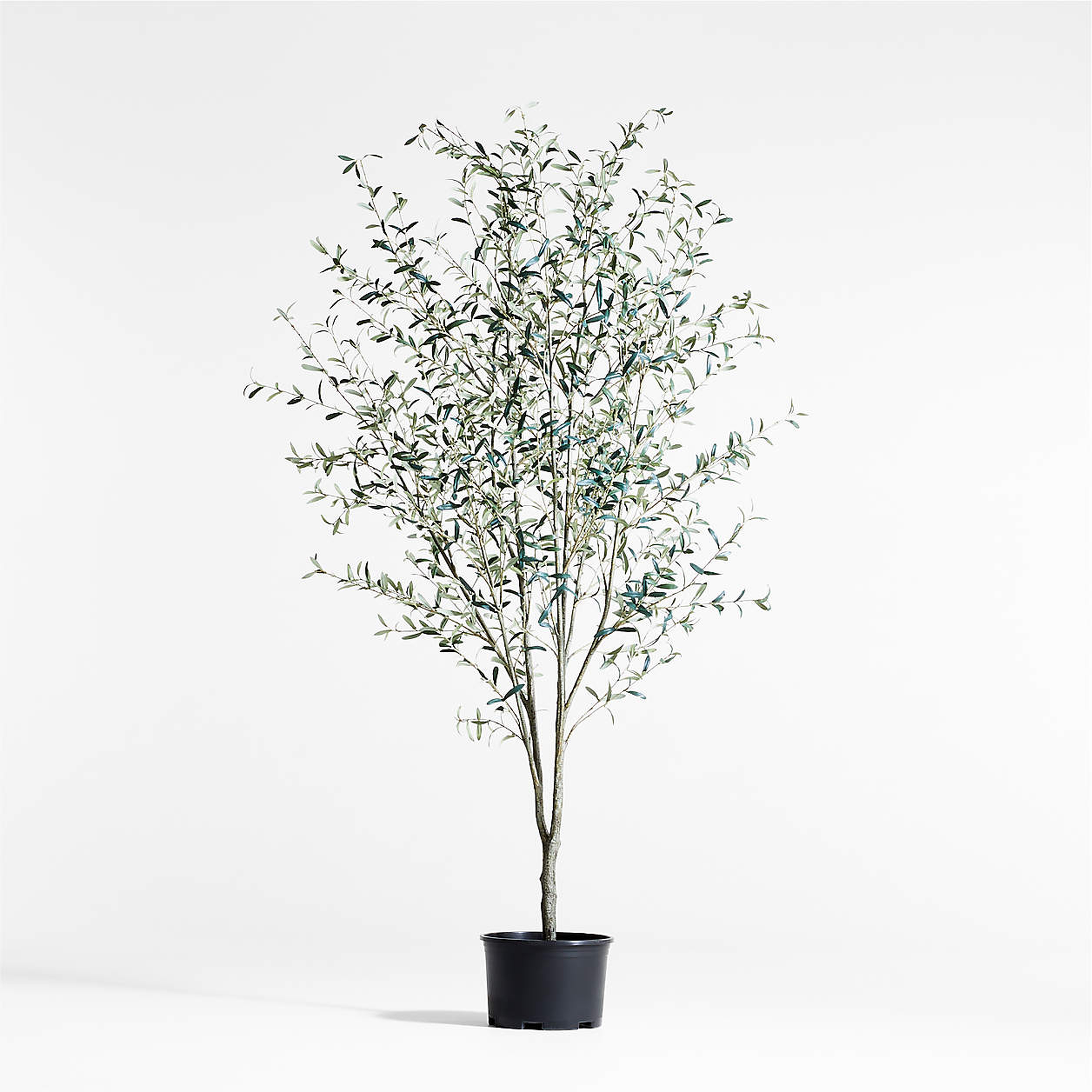 Potted Faux Olive Tree 9' - Crate and Barrel