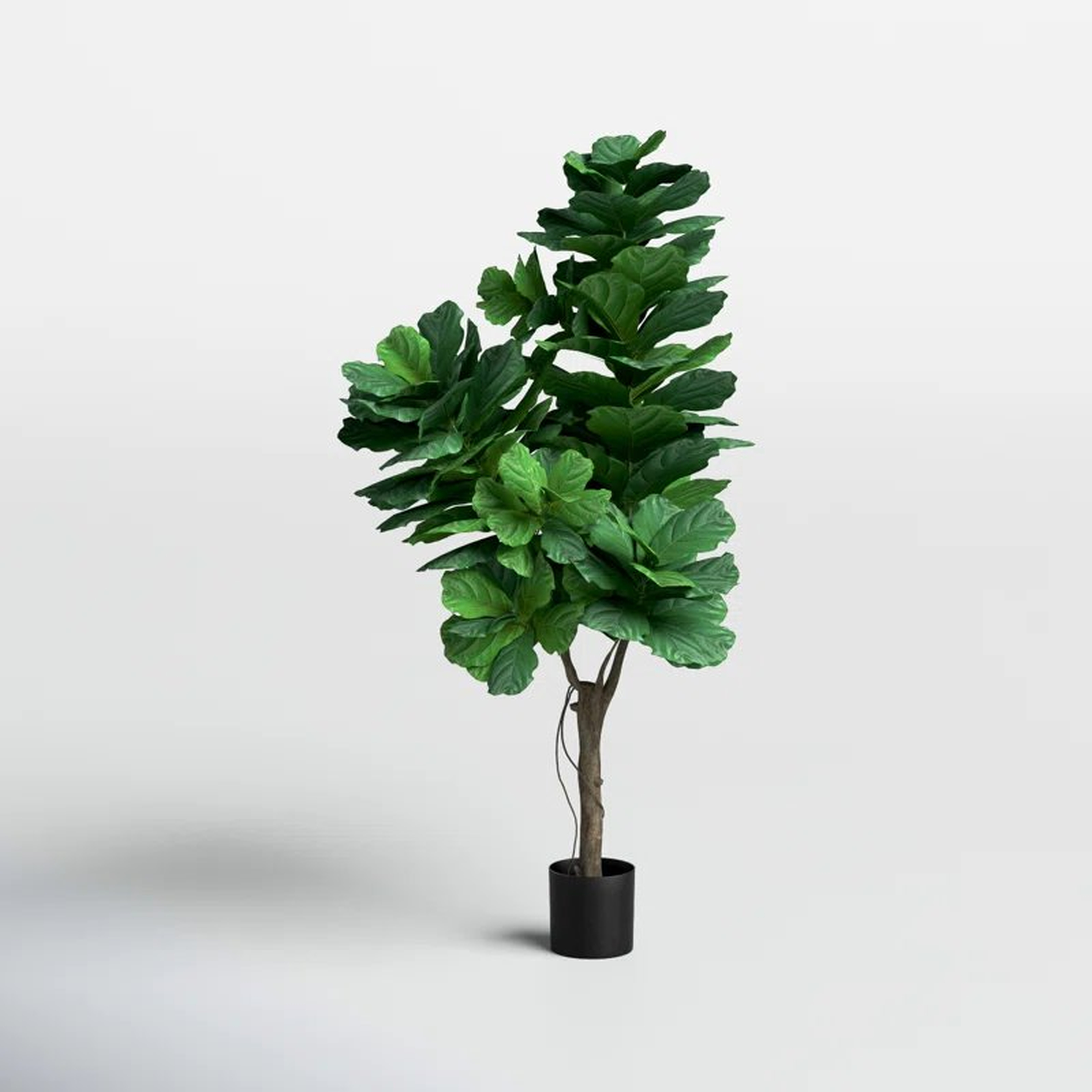 Deluxe 6' Fiddle Leaf Fig Tree in Planter - Wayfair