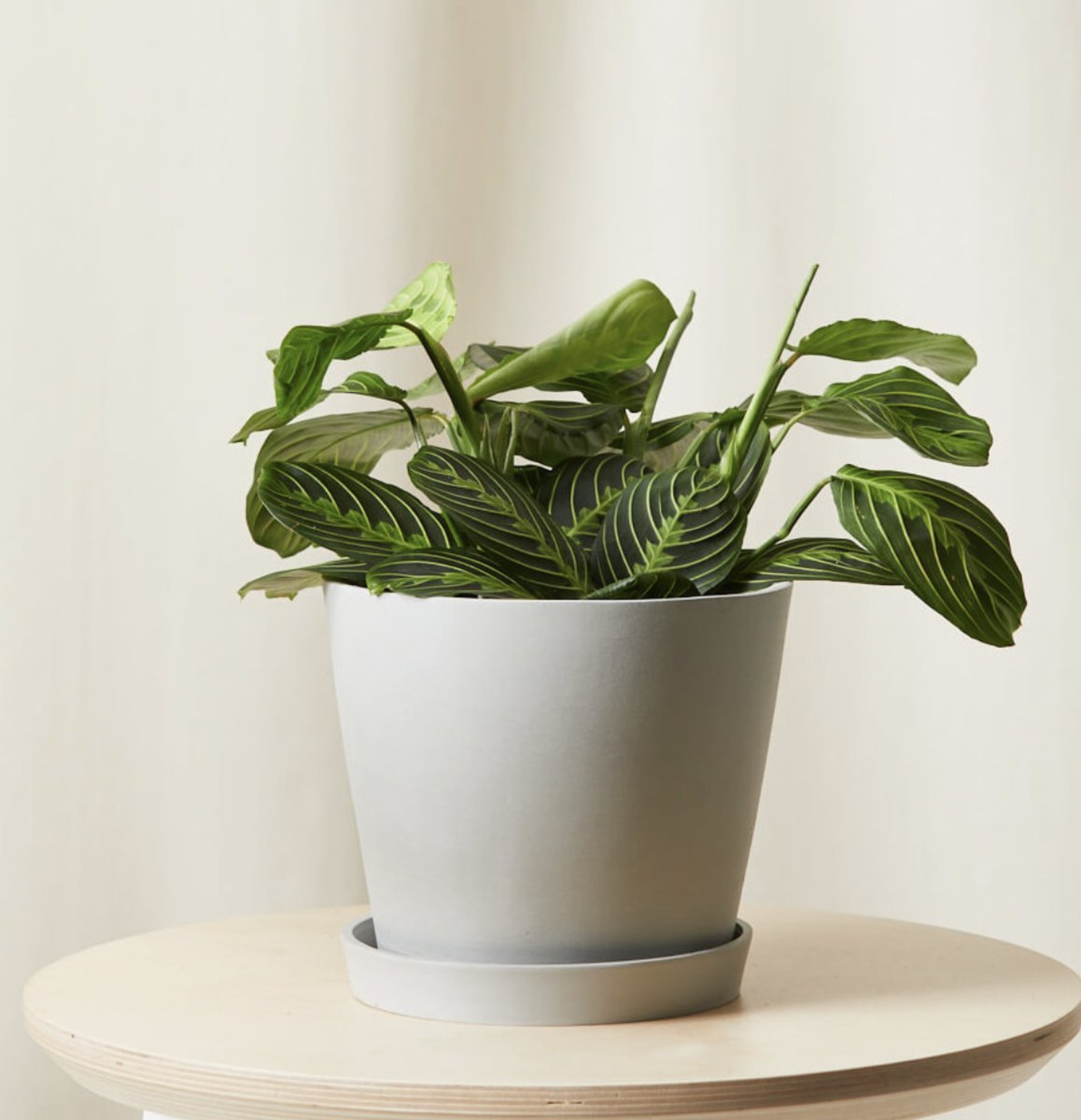 Neon Prayer Plant - Bloomscape