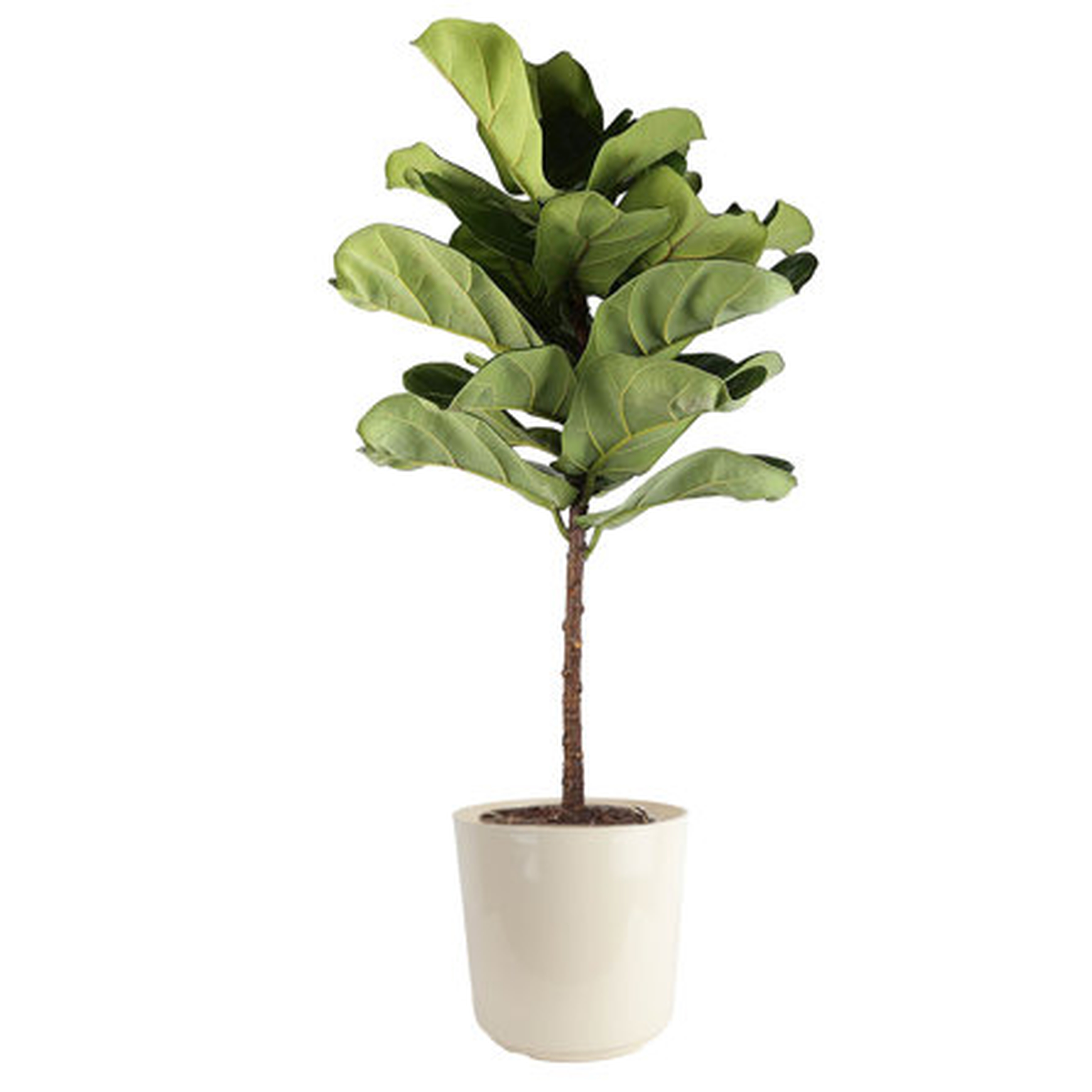 Costa Farms Fiddle Leaf Fig Plant in Planter - Perigold