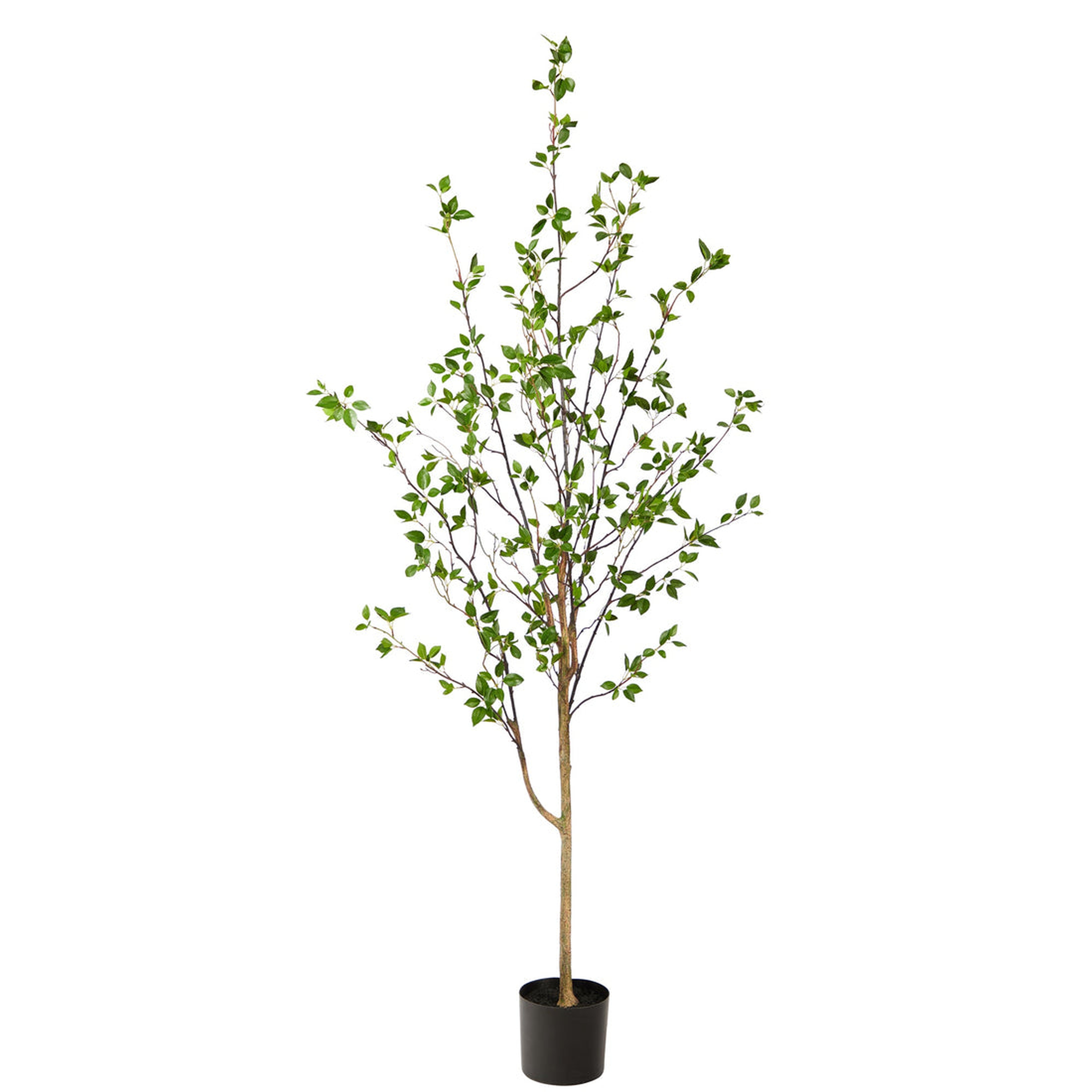 6.5' Minimalist Citrus Tree - Nearly Natural