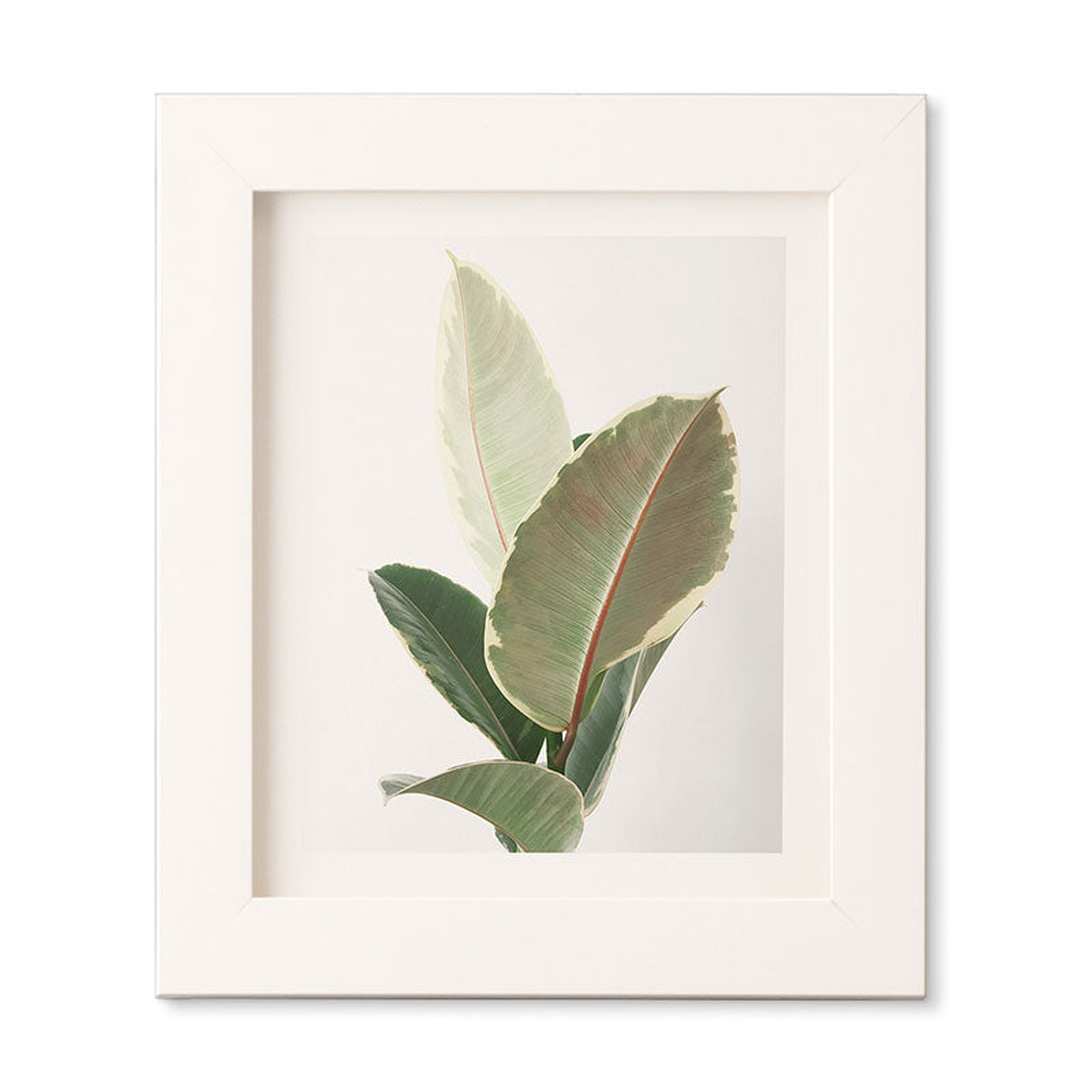 Ficus Tineke by Cassia Beck - Framed Wall Art Basic White 8" x 9.5" - Wander Print Co.