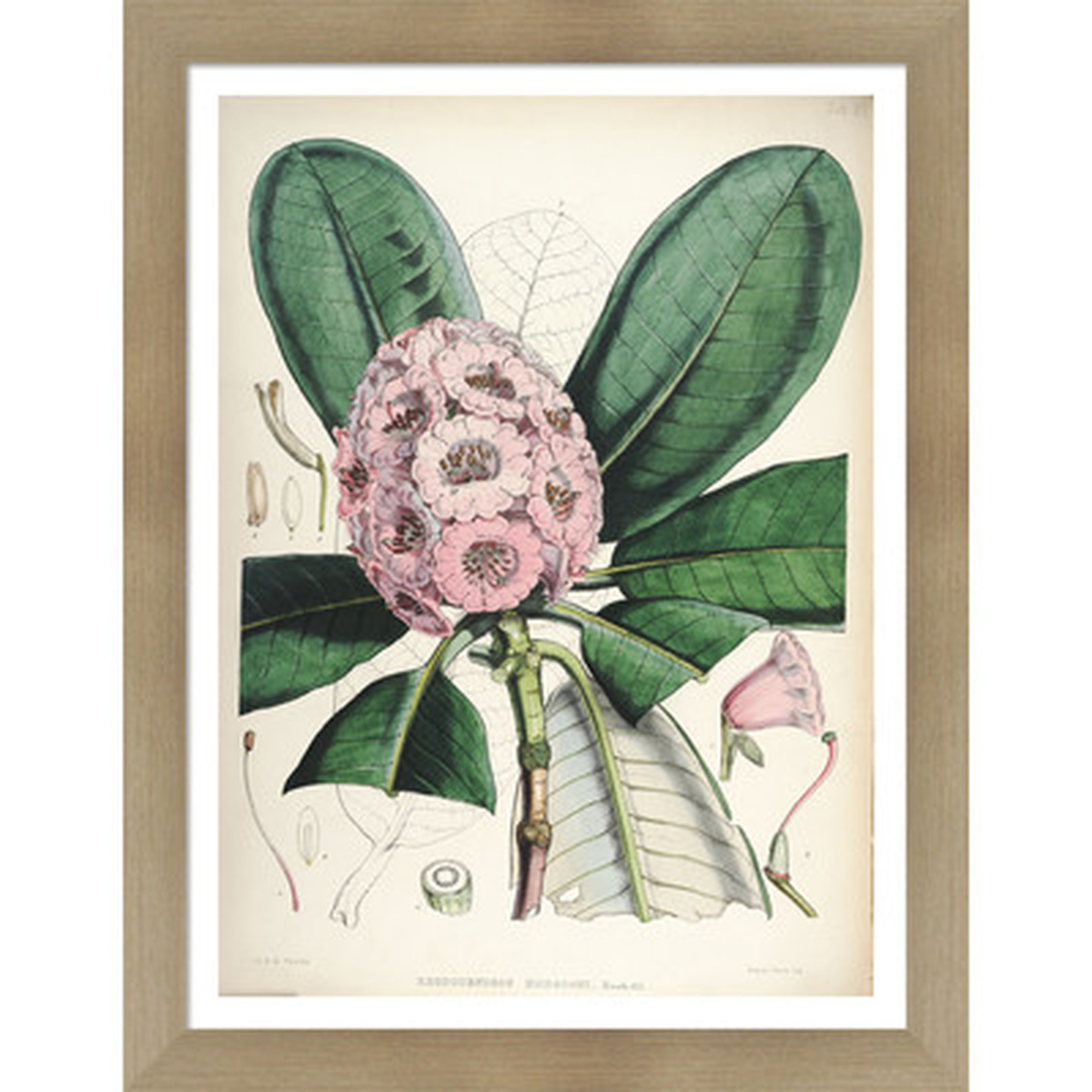 'Vintage Botanical IX' by Julia Kearney Framed Painting Print - Wayfair