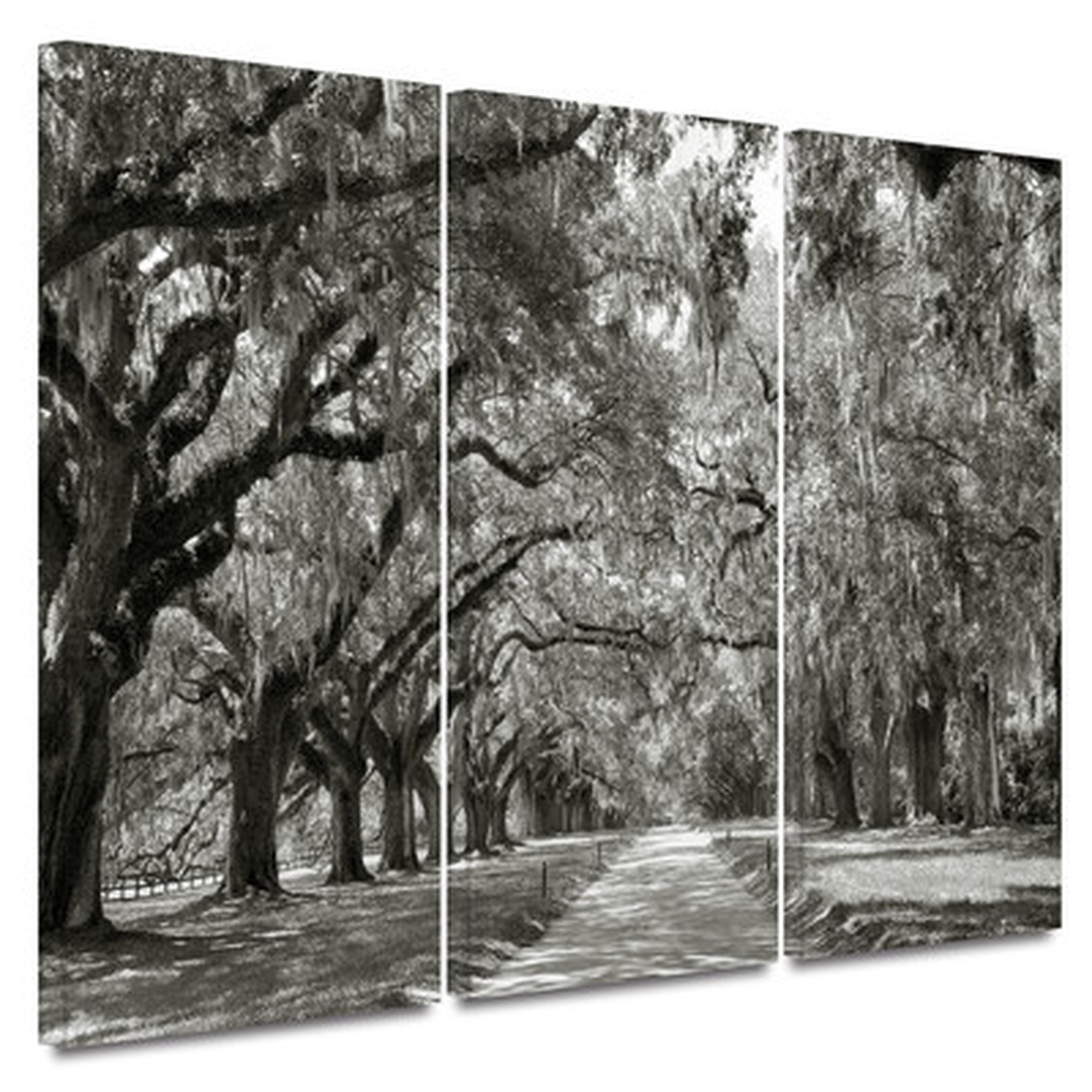 'Live Oak Avenue' by Steve Ainsworth 3 Piece Photographic Print Gallery - Wayfair
