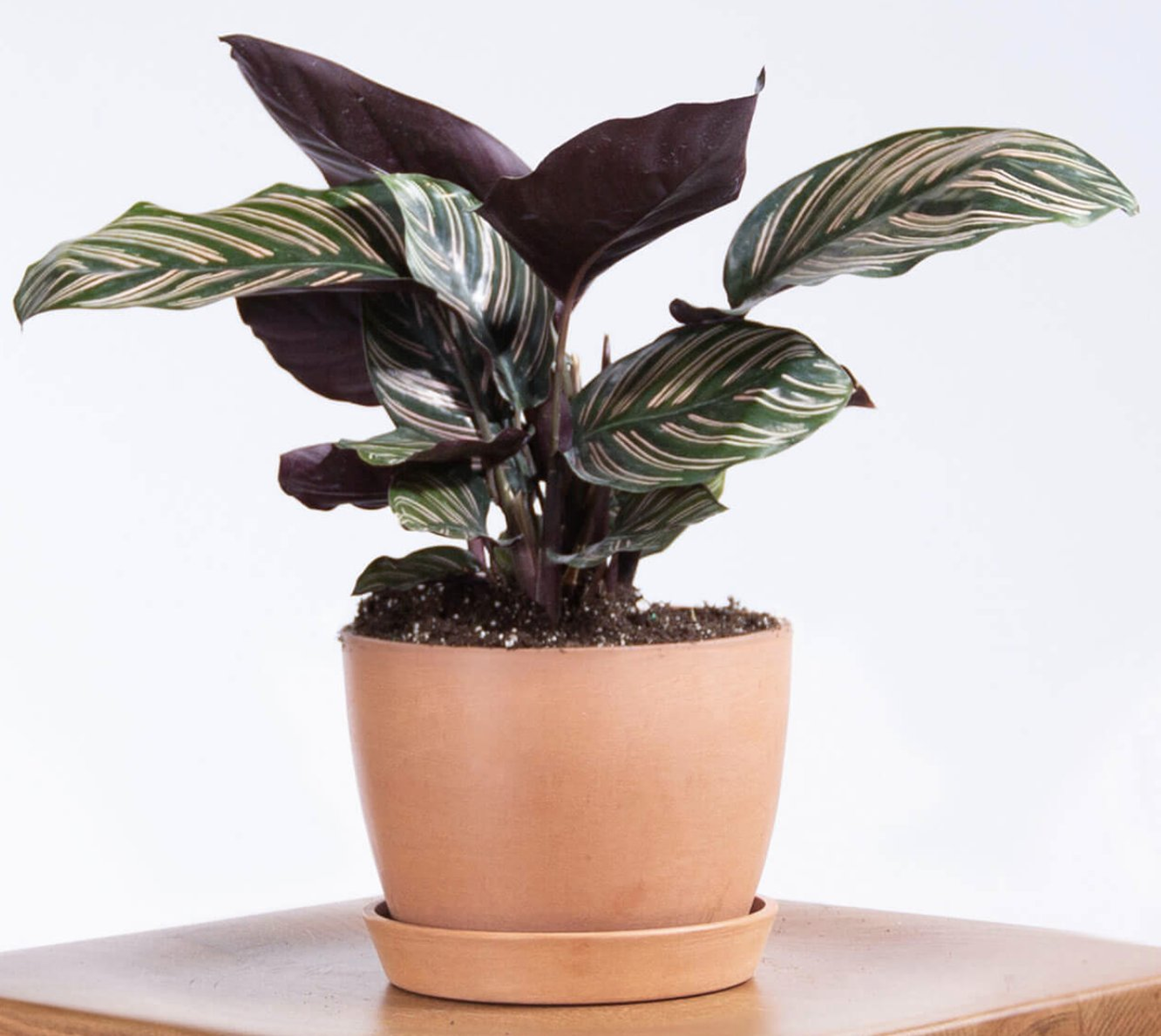 Pinstripe Plant - Clay - Bloomscape