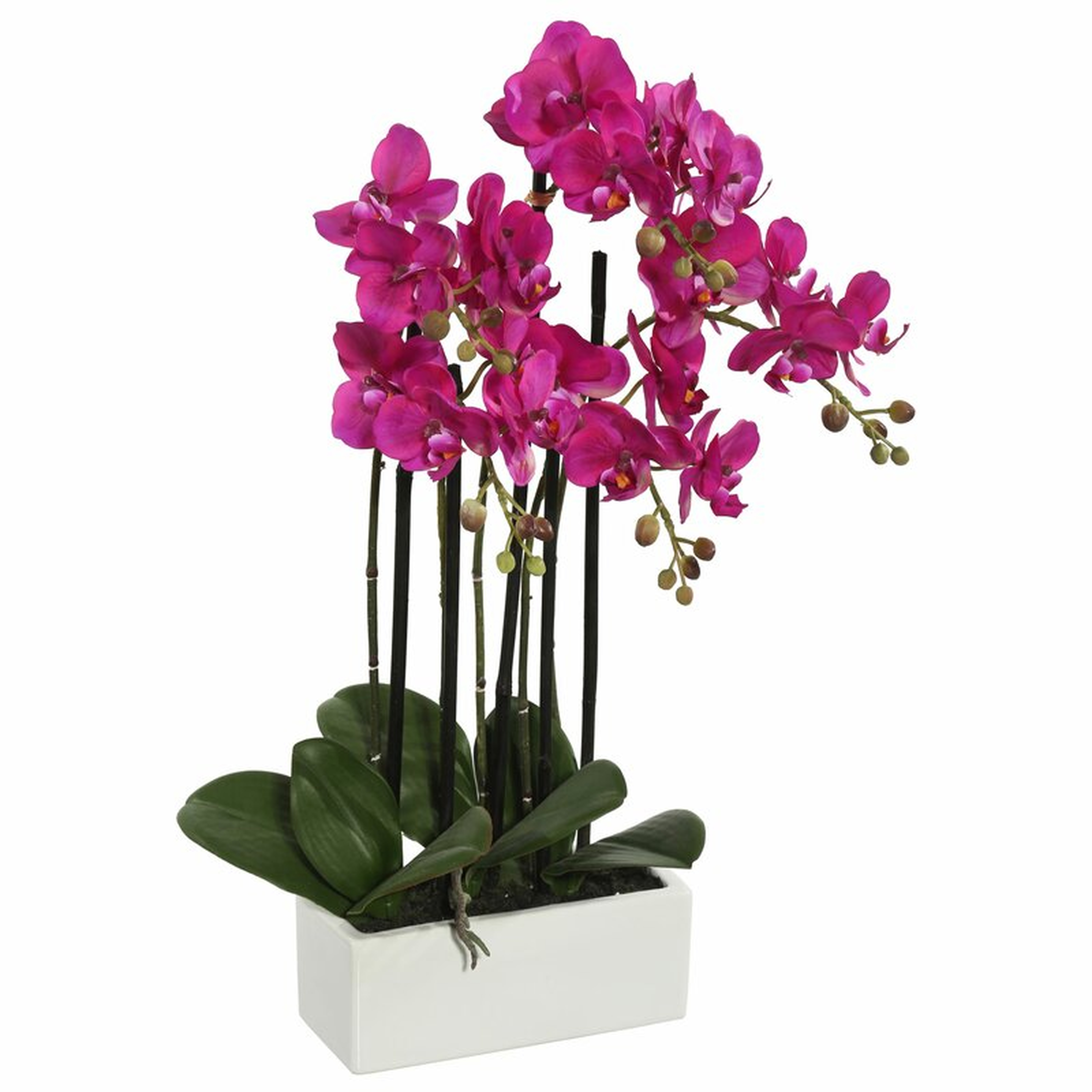 Orchid Floral Arrangement in Pot - Wayfair