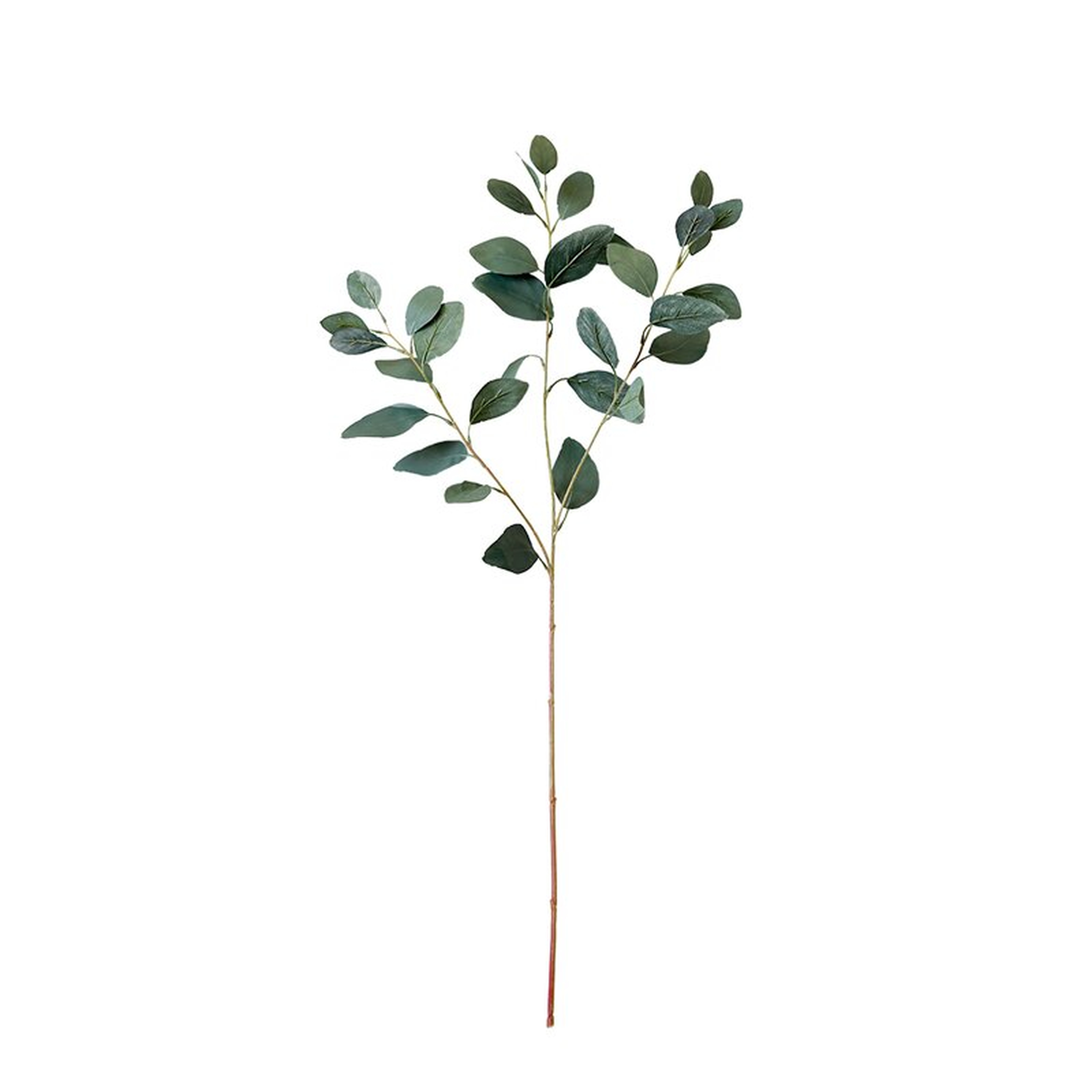 Eucalyptus Stem - Wayfair