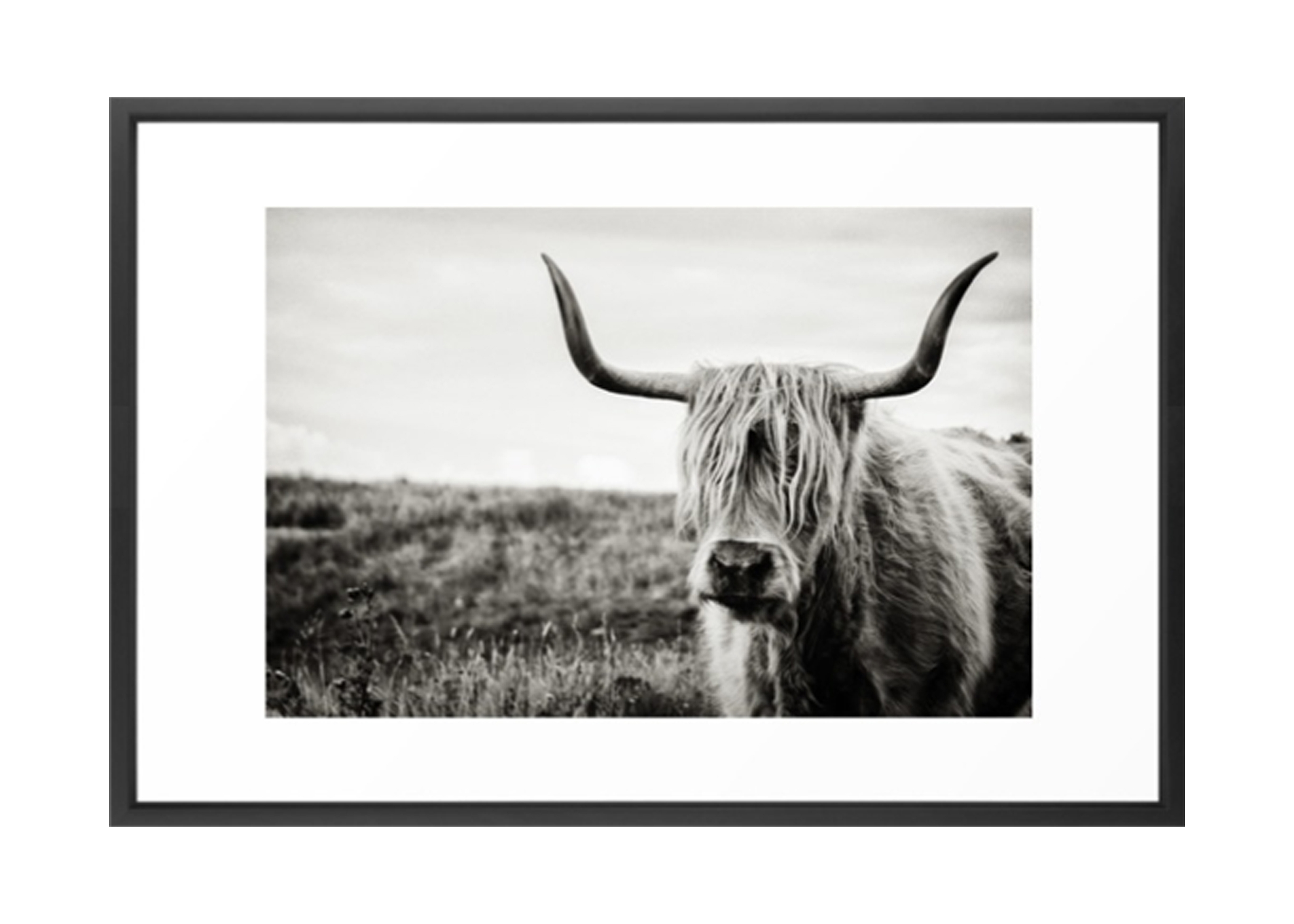 Highland Cow Framed Art Print - 26" x 38" - Society6