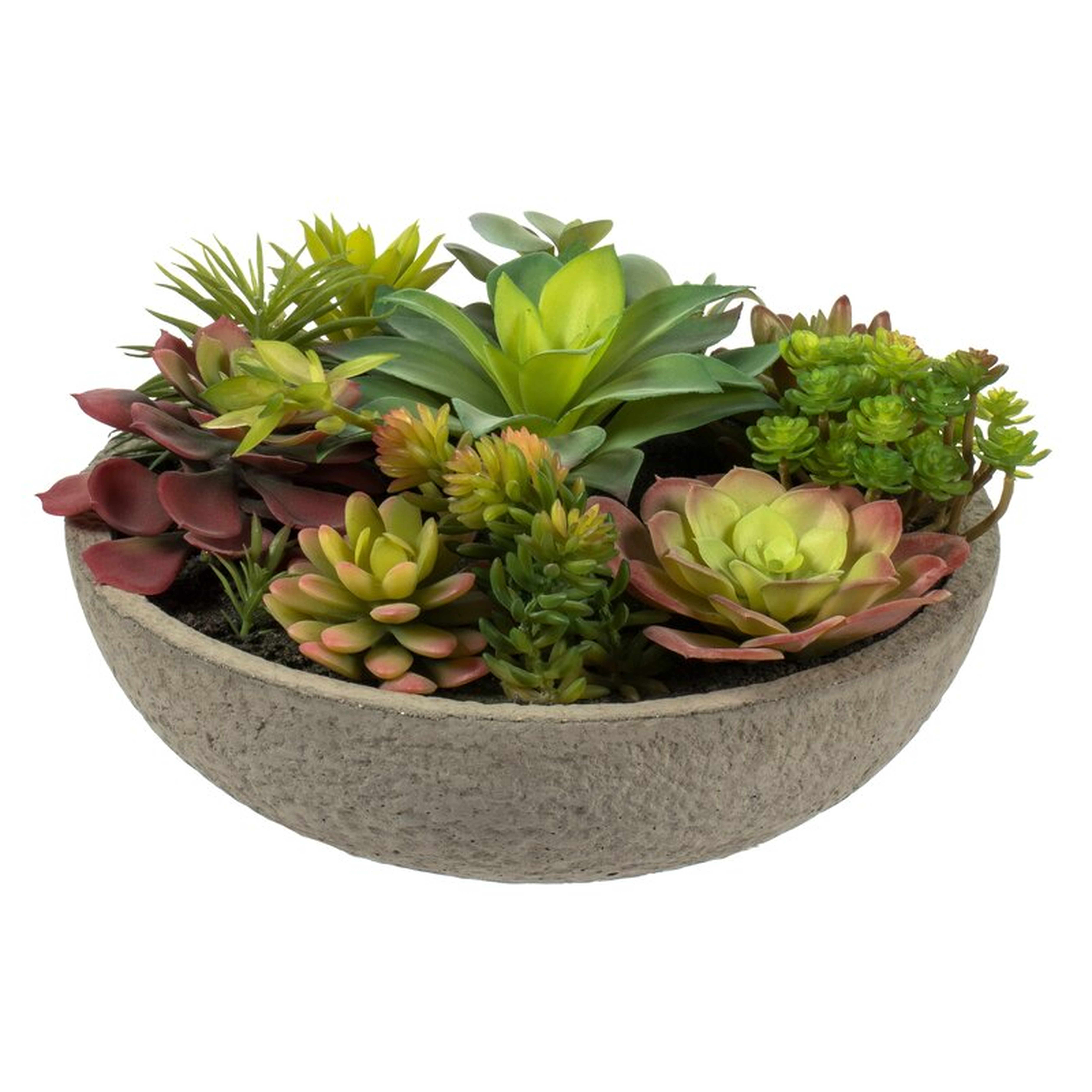 Succulent in Pot - Wayfair