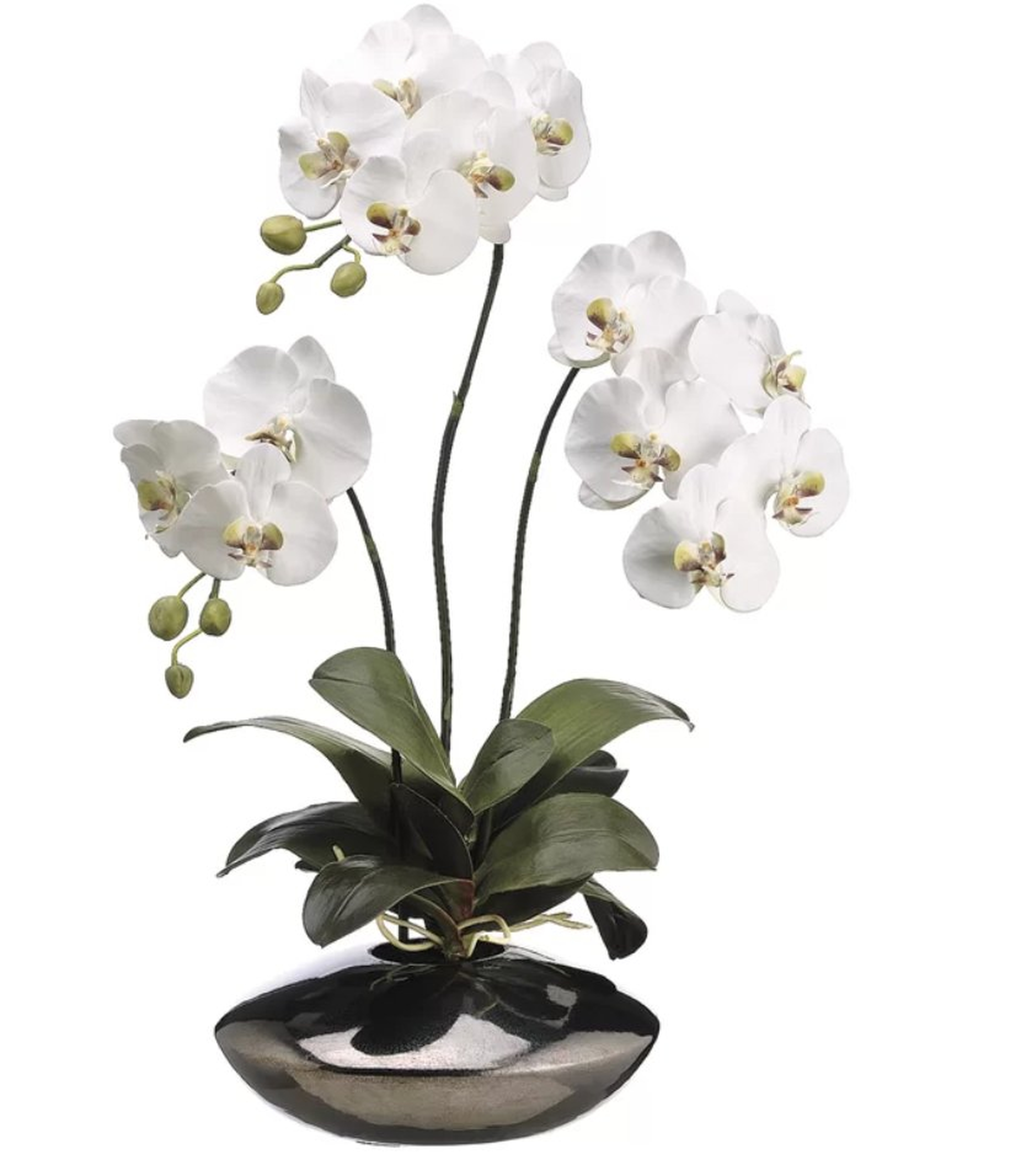 Phalaenopsis Orchid Plant in Ceramic Pot - Wayfair