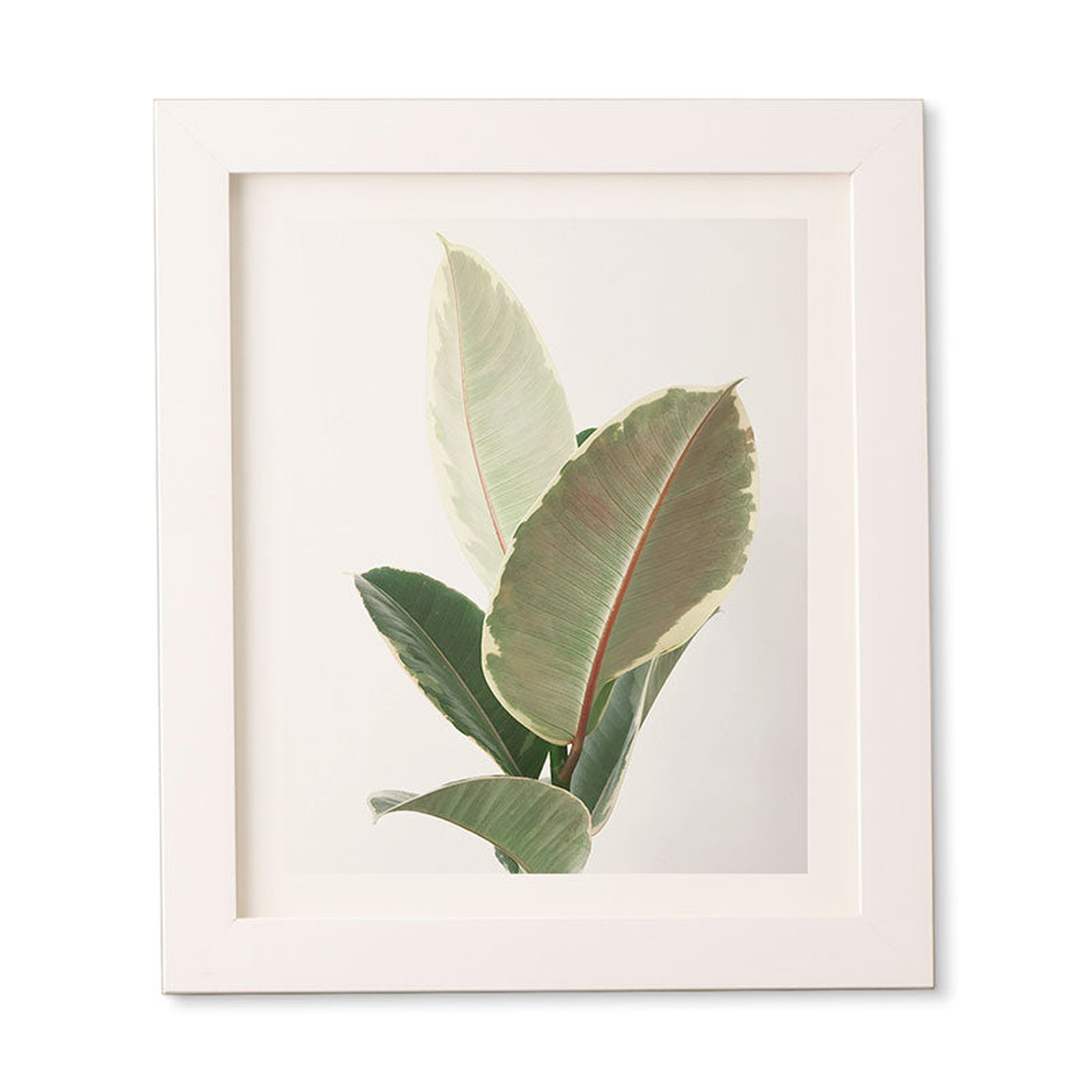 Ficus Tineke by Cassia Beck - Framed Wall Art Basic White 11" x 13" - Wander Print Co.