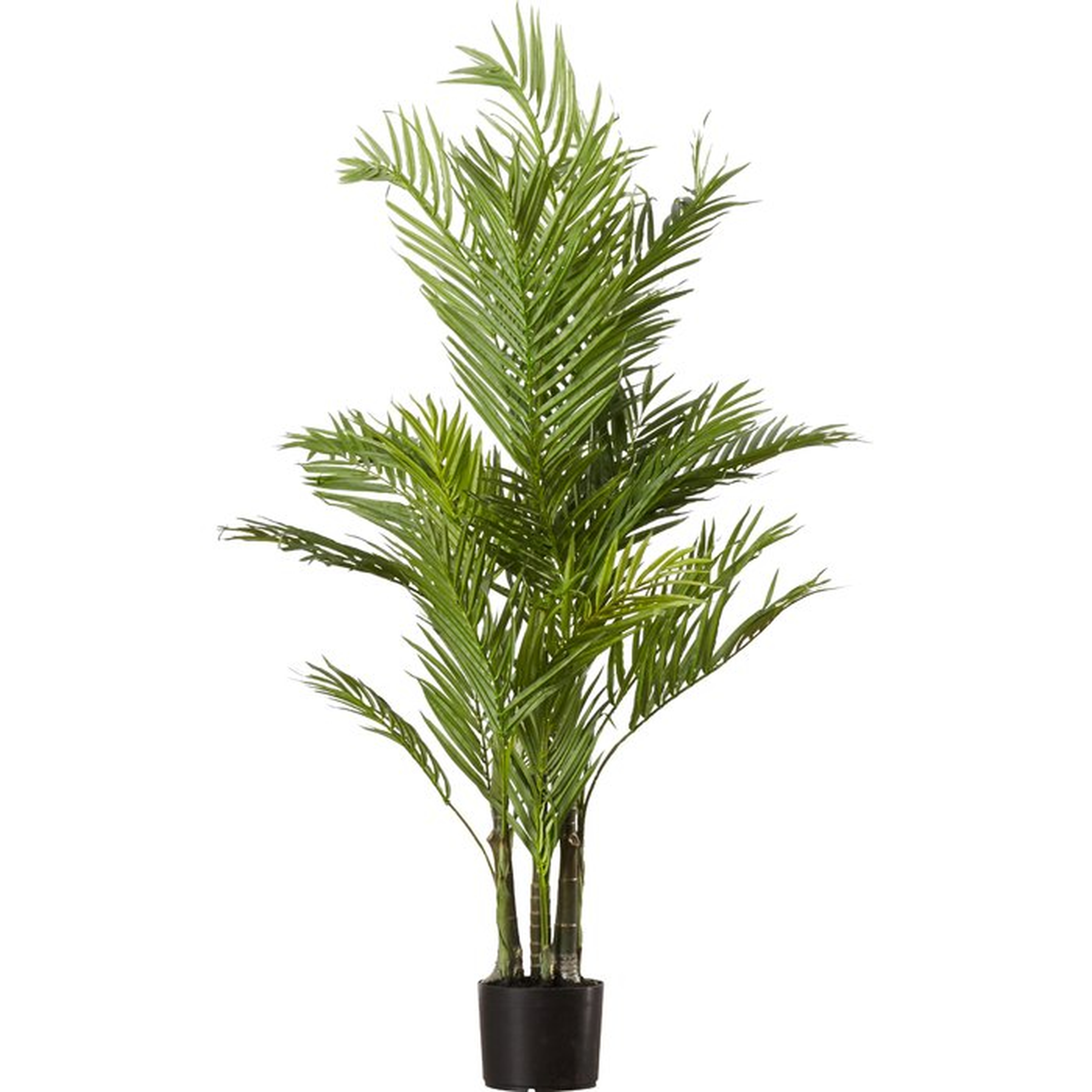 Areca Palm Tree in Pot - AllModern