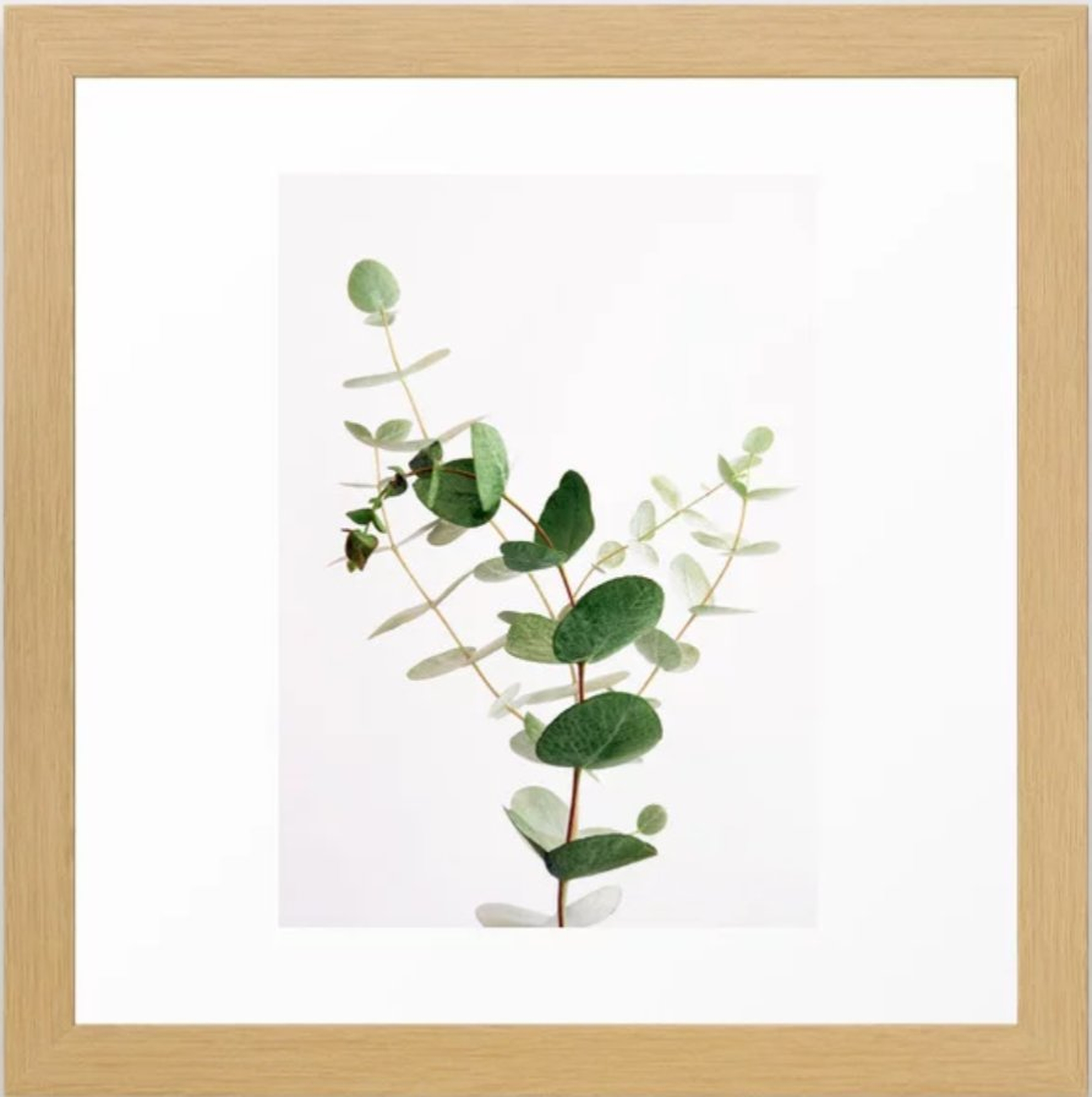 Eucalyptus Framed Art Print, 12" x 12" Conservation Walnut - Society6