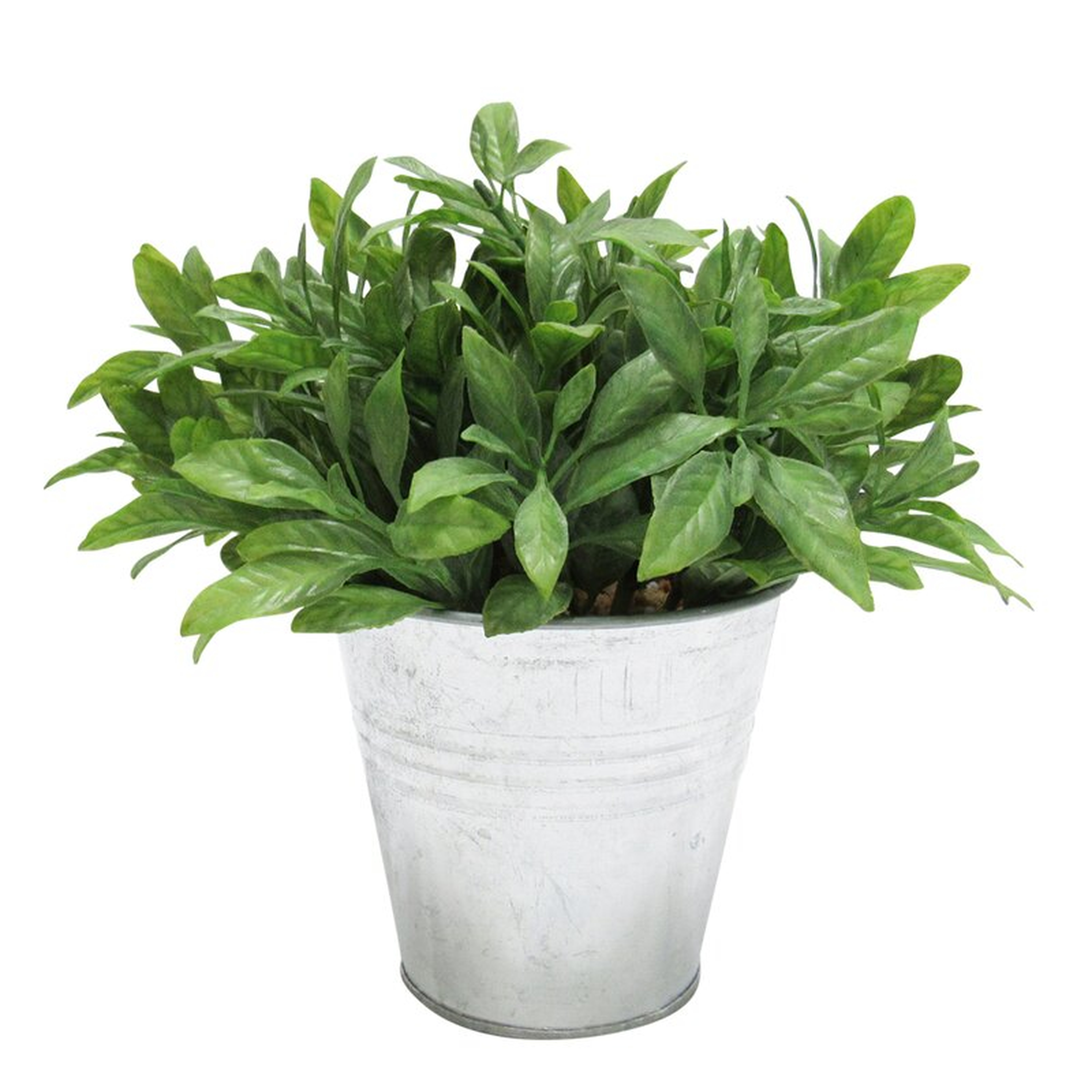 Sage Bundle Herb Plant in Pot - Wayfair
