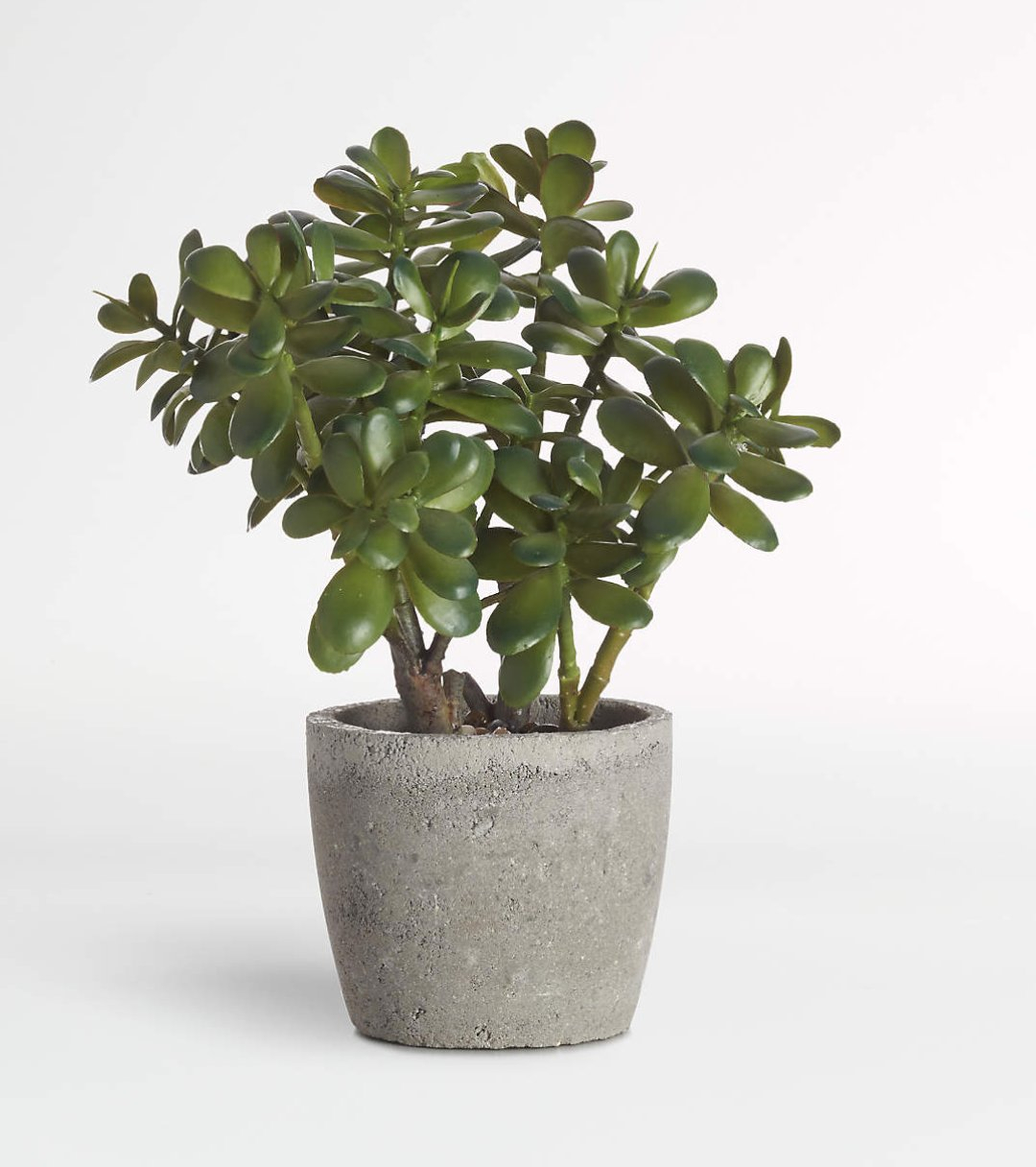 Faux Potted Jade Plant - Crate and Barrel