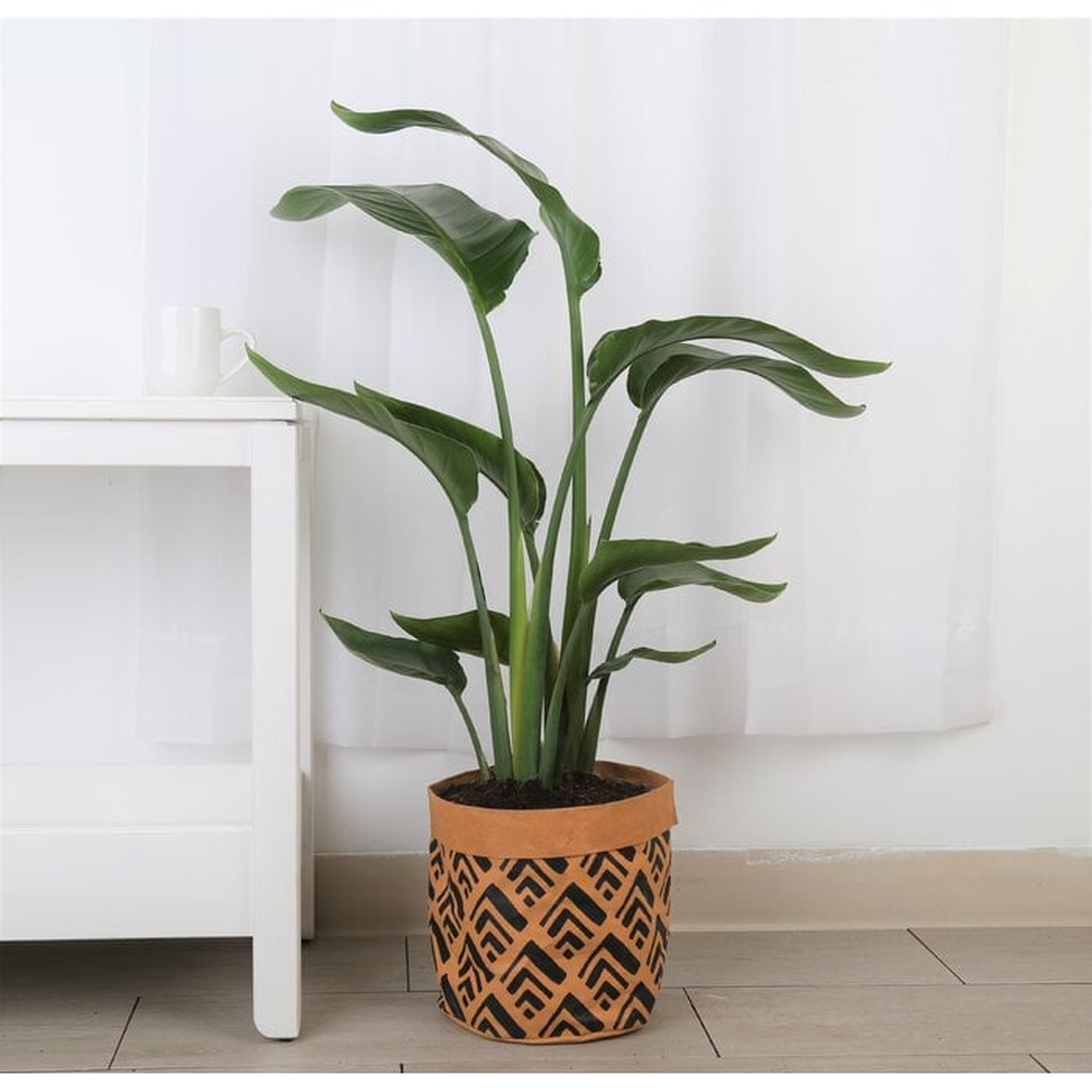 Union Rustic Bareen Live White Bird Of Paradise Plant in Washable Paper Basket - Wayfair