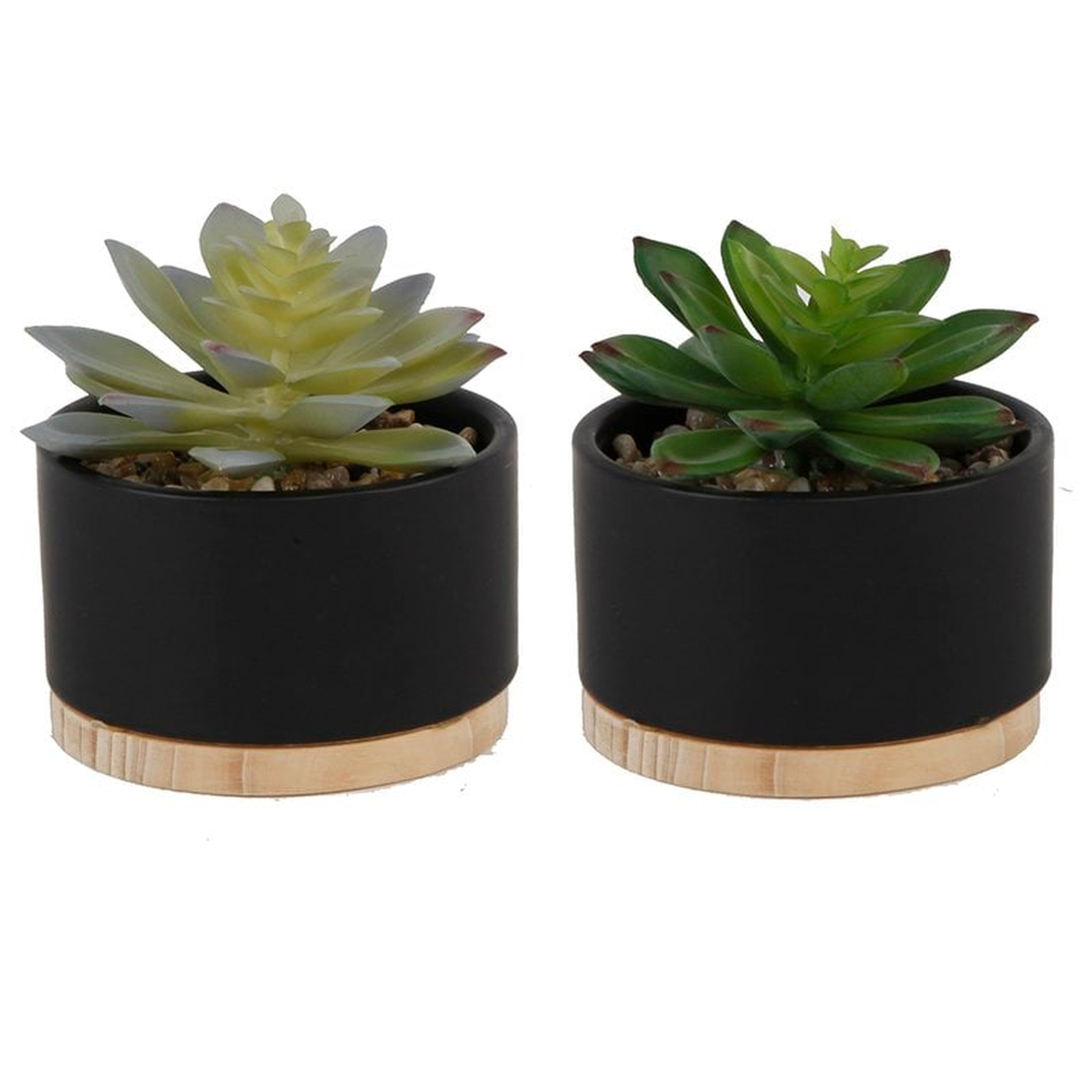 2 Piece Succulent Plant in Pot - AllModern