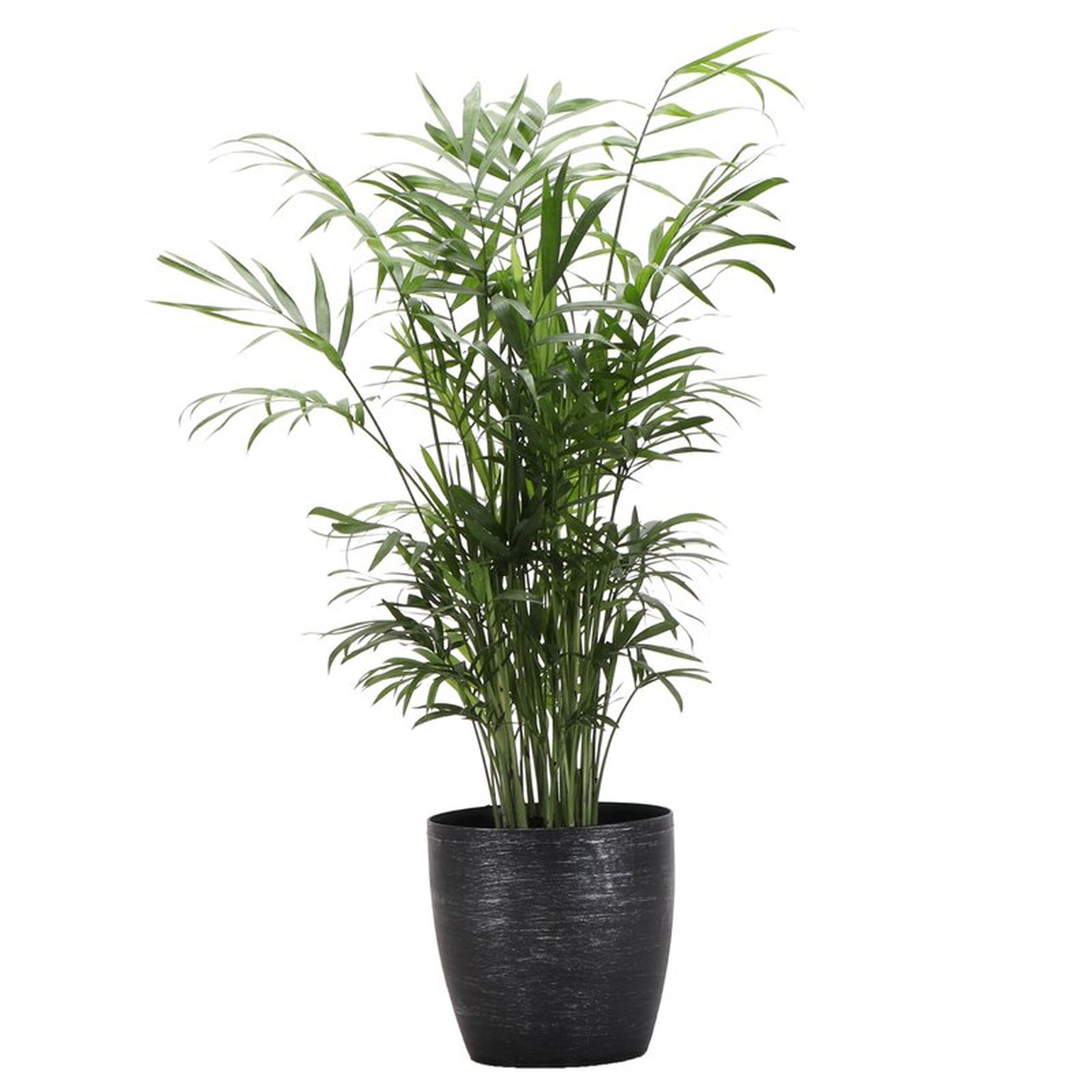 Neantha Bella Palm Plant in Pot - Perigold