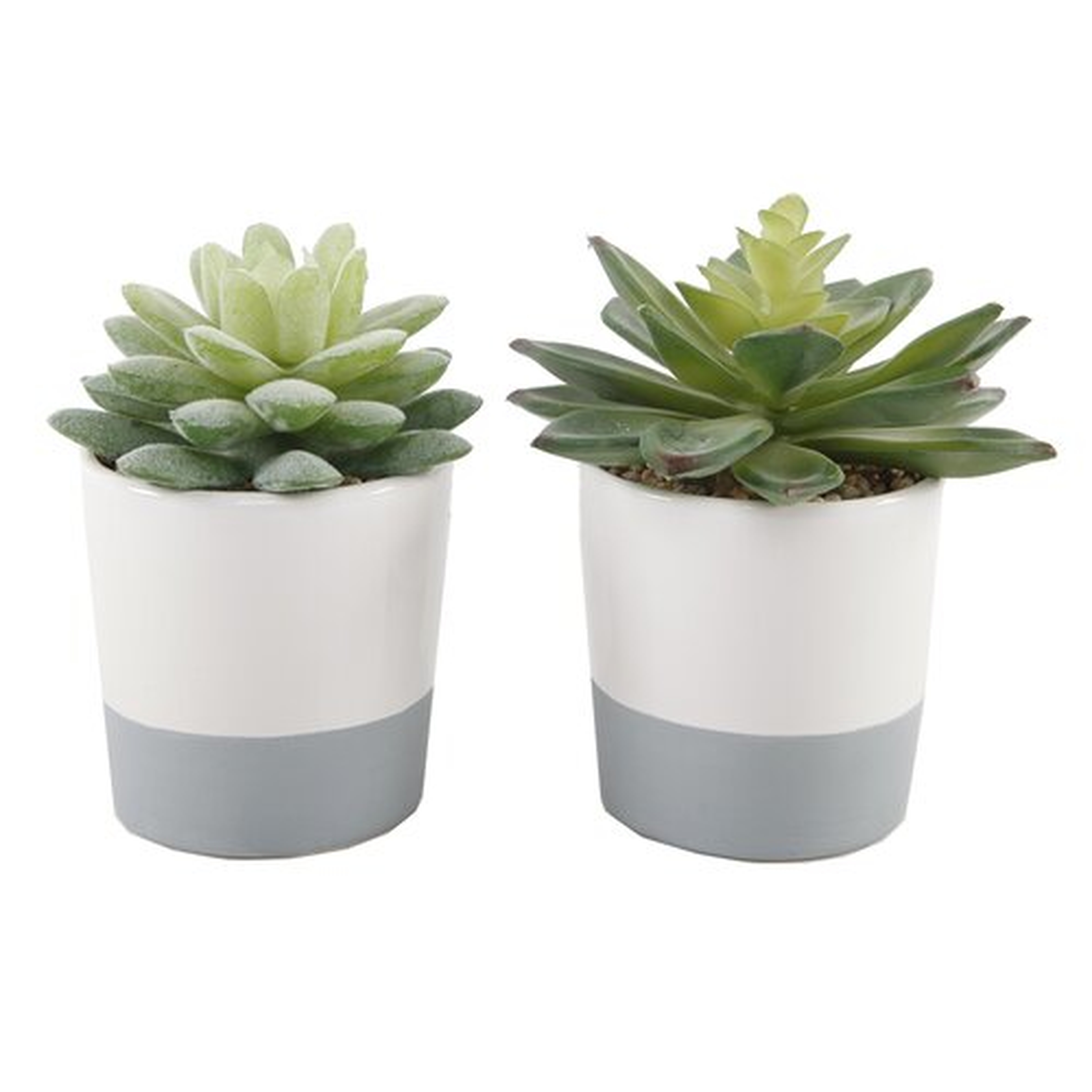 2 Piece Succulent Plant Set - Gray/White - Wayfair