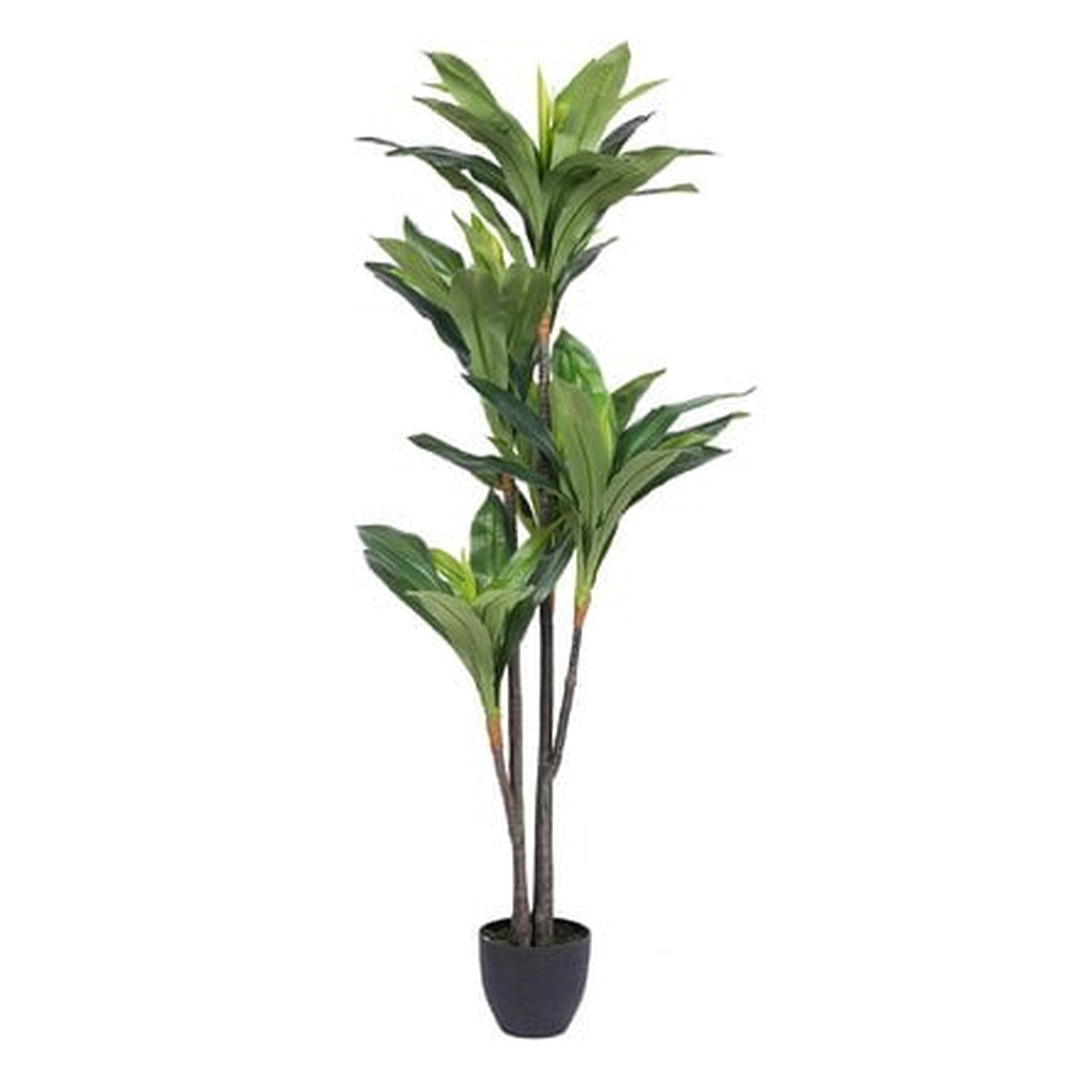Dracaena Tree in Pot - Wayfair