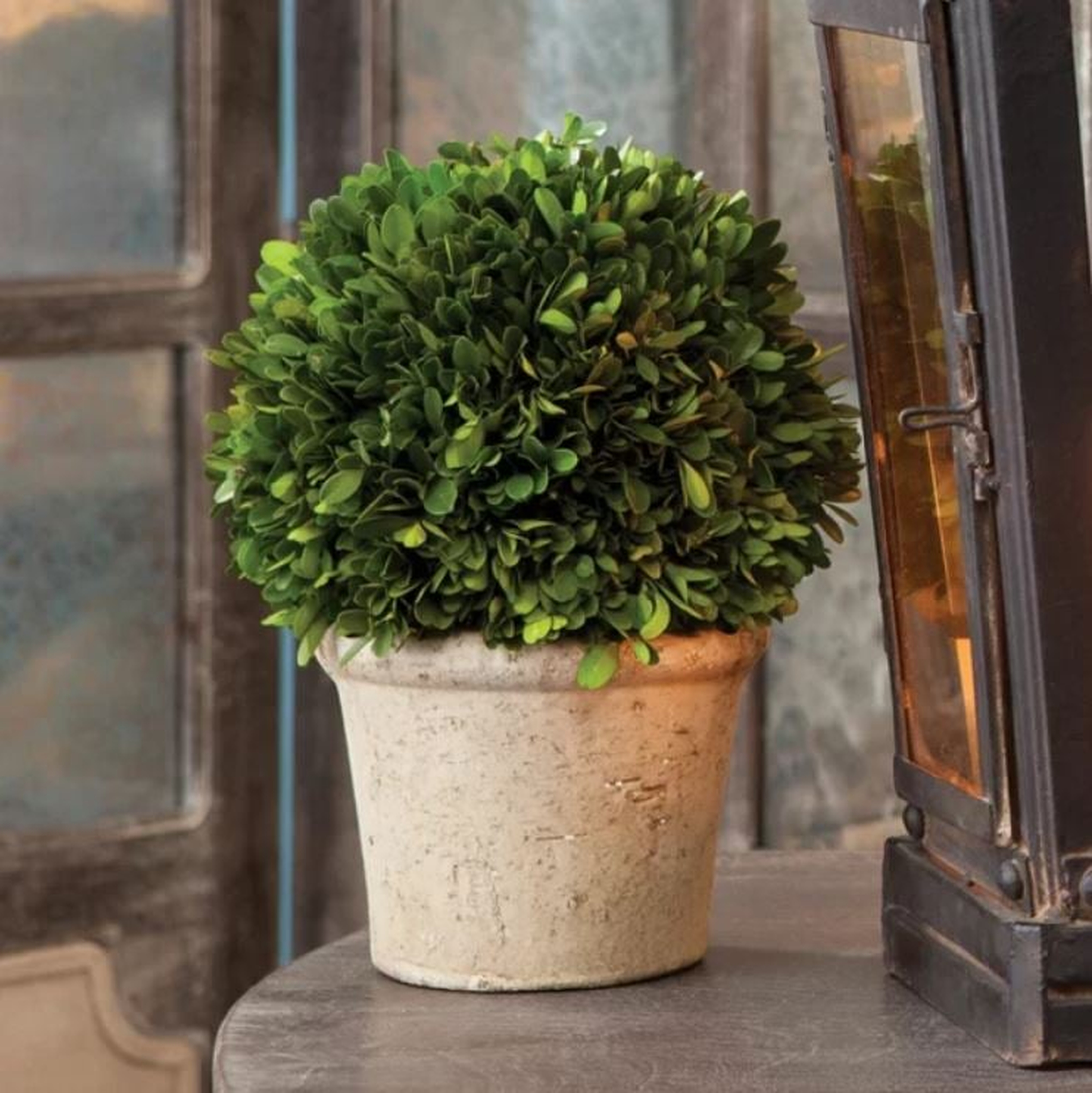 Preserved Greens Ball Boxwood Topiary in Pot - Birch Lane