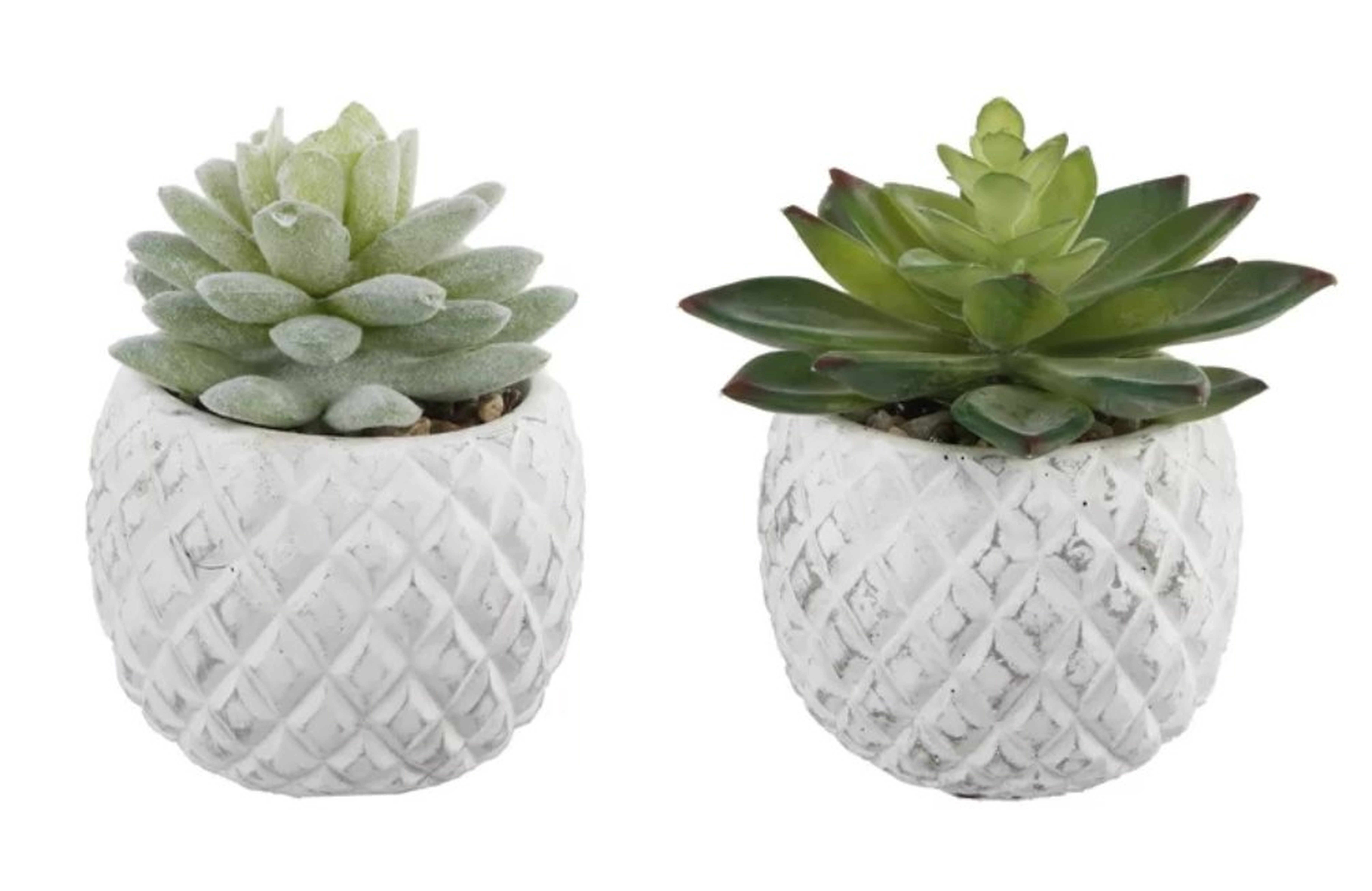 2 Piece Pineapple Succulent Desktop Plant in Pot Set - Wayfair