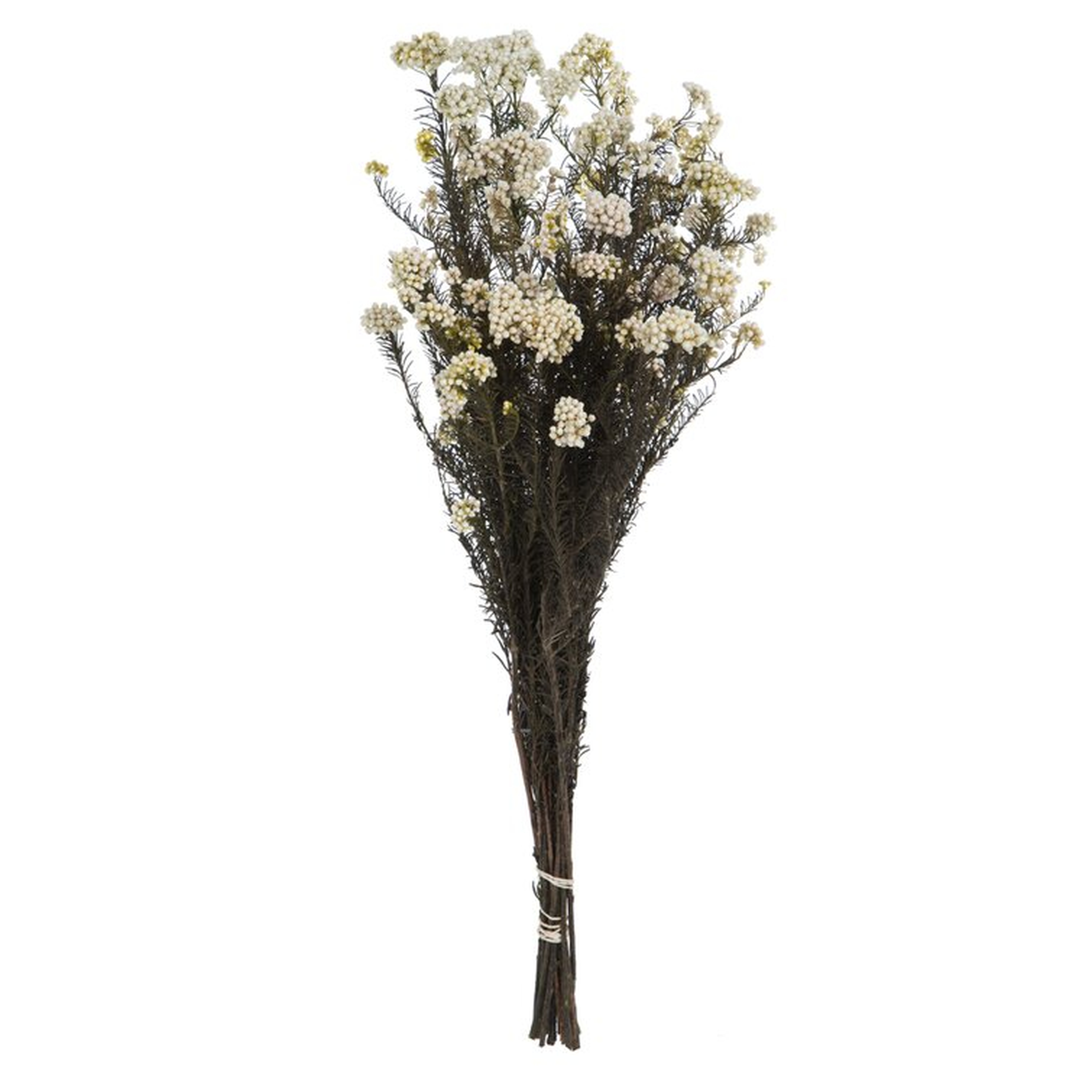 Rice Flower Bush - Wayfair
