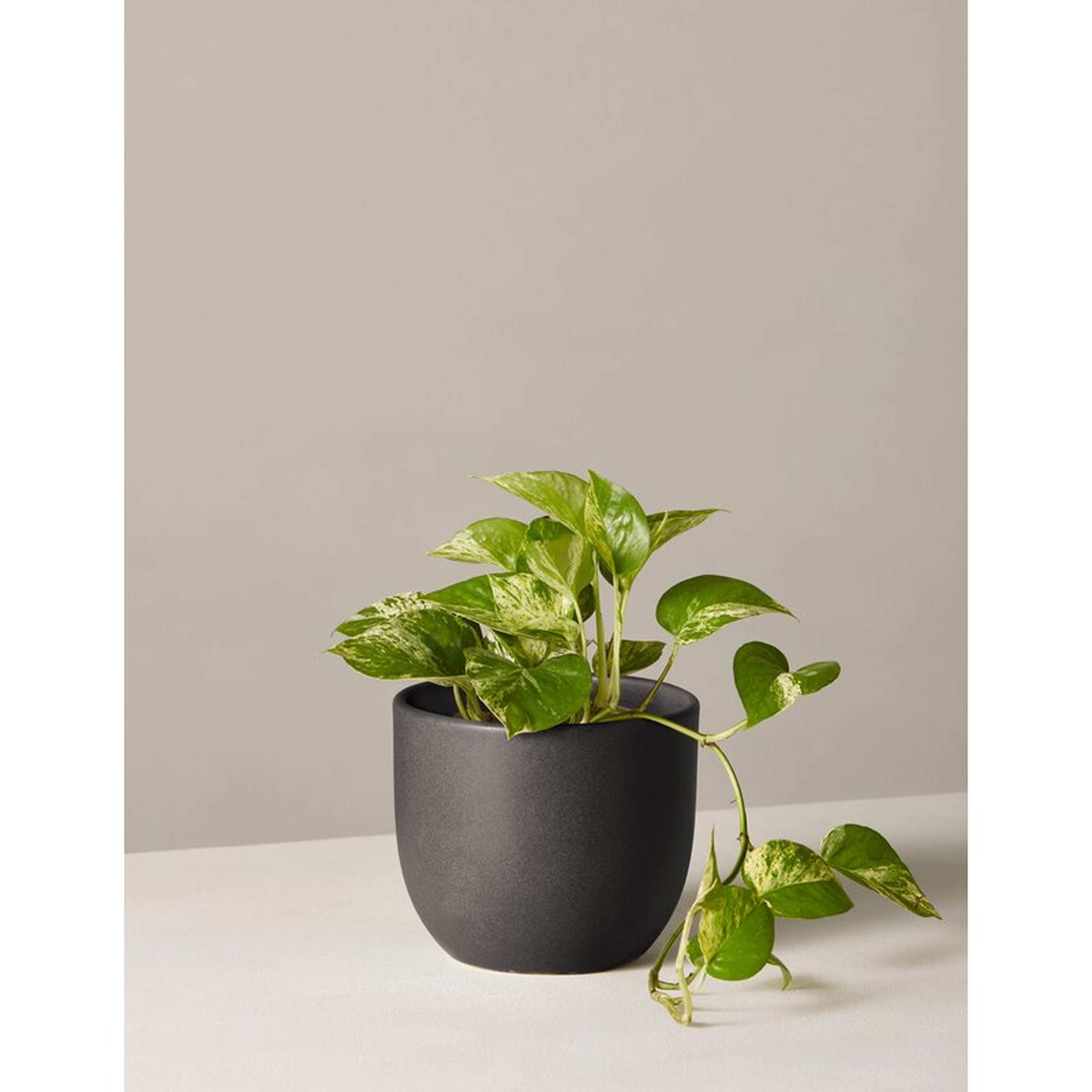https://www.allmodern.com/decor-pillows/pdp/pothos-plant-in-pot-a000003383.html?piid=127160441%2C127160439 - AllModern