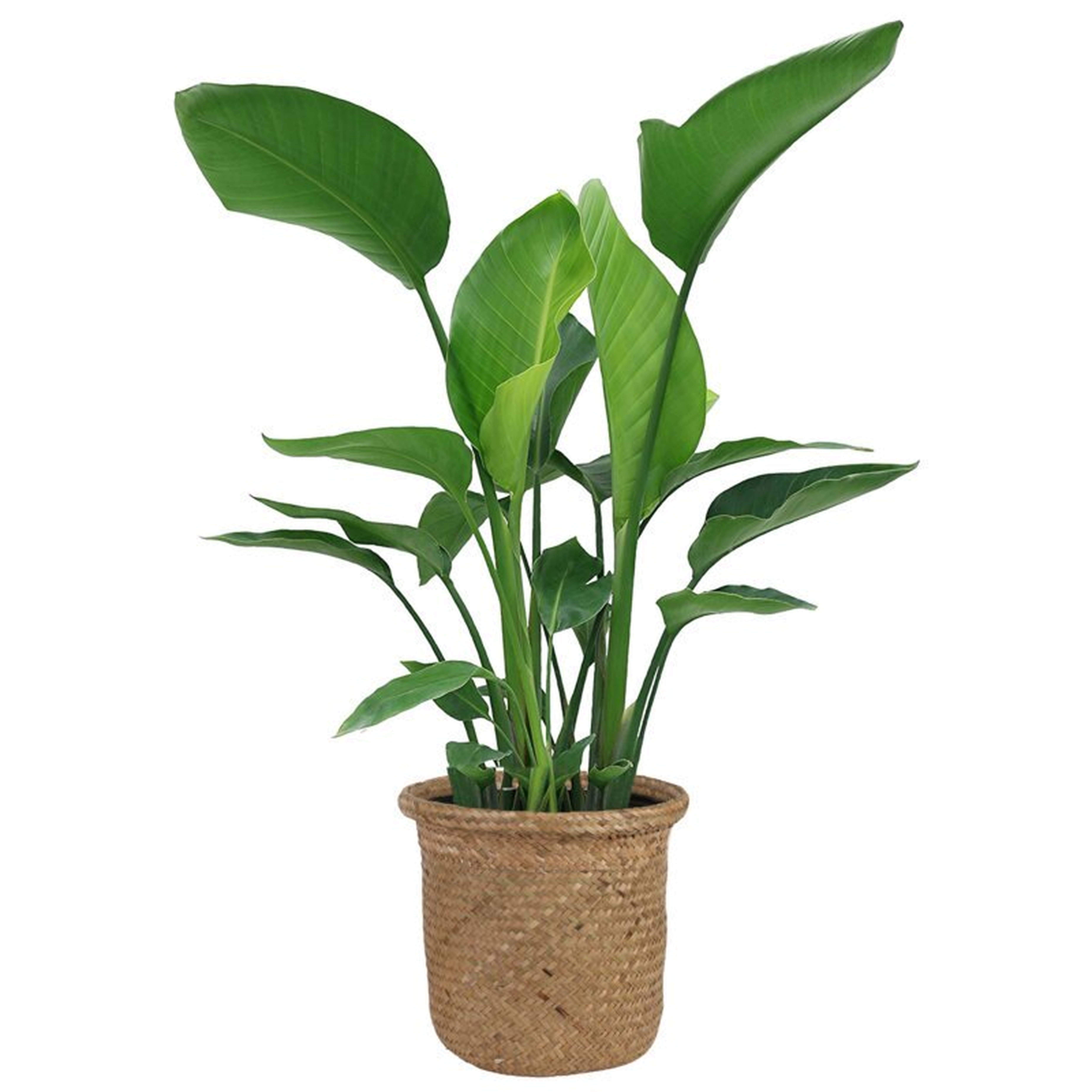36" Live Banana Leaf Plant in Planter - Wayfair