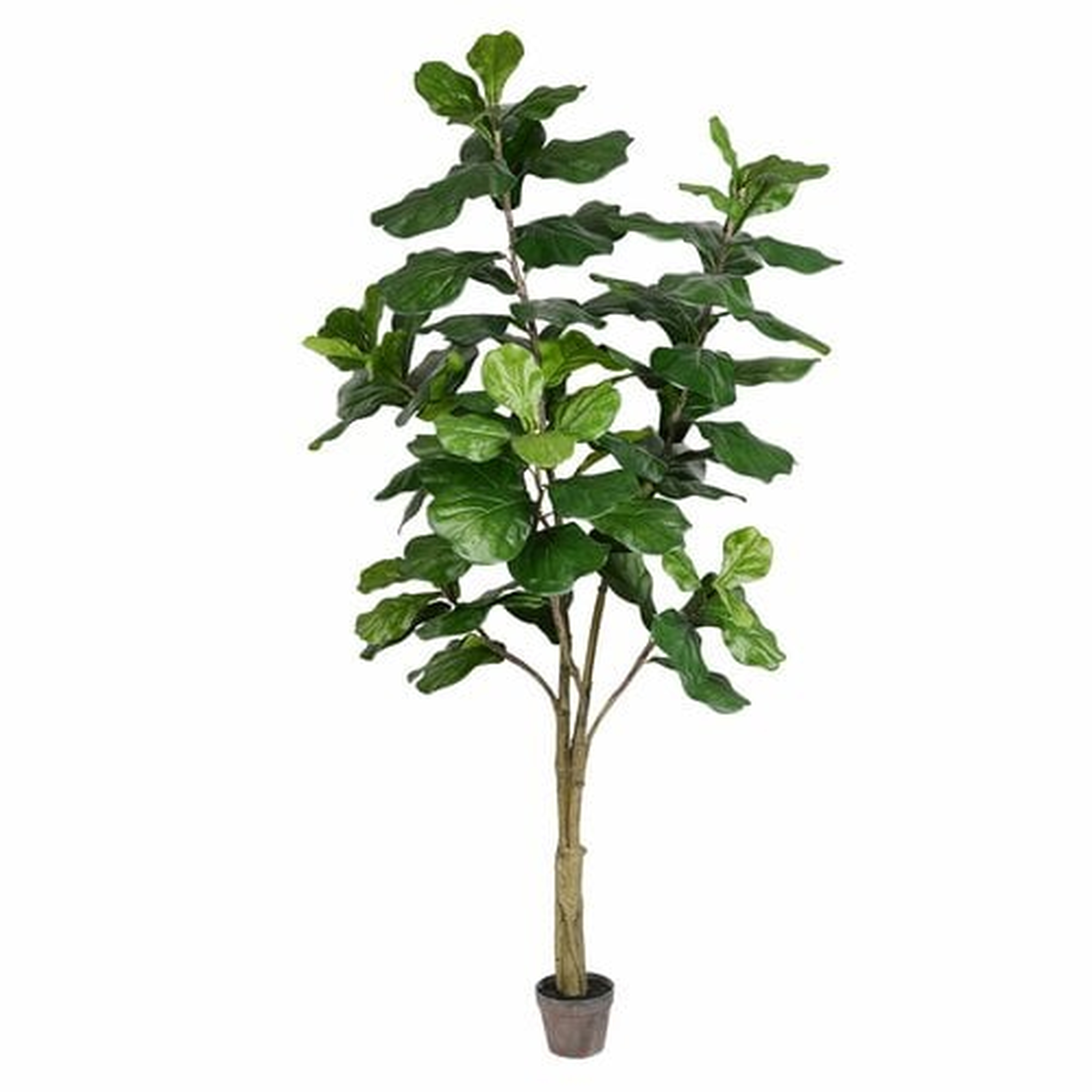 Artificial Potted Fiddle Tree in Pot, 84" - Wayfair