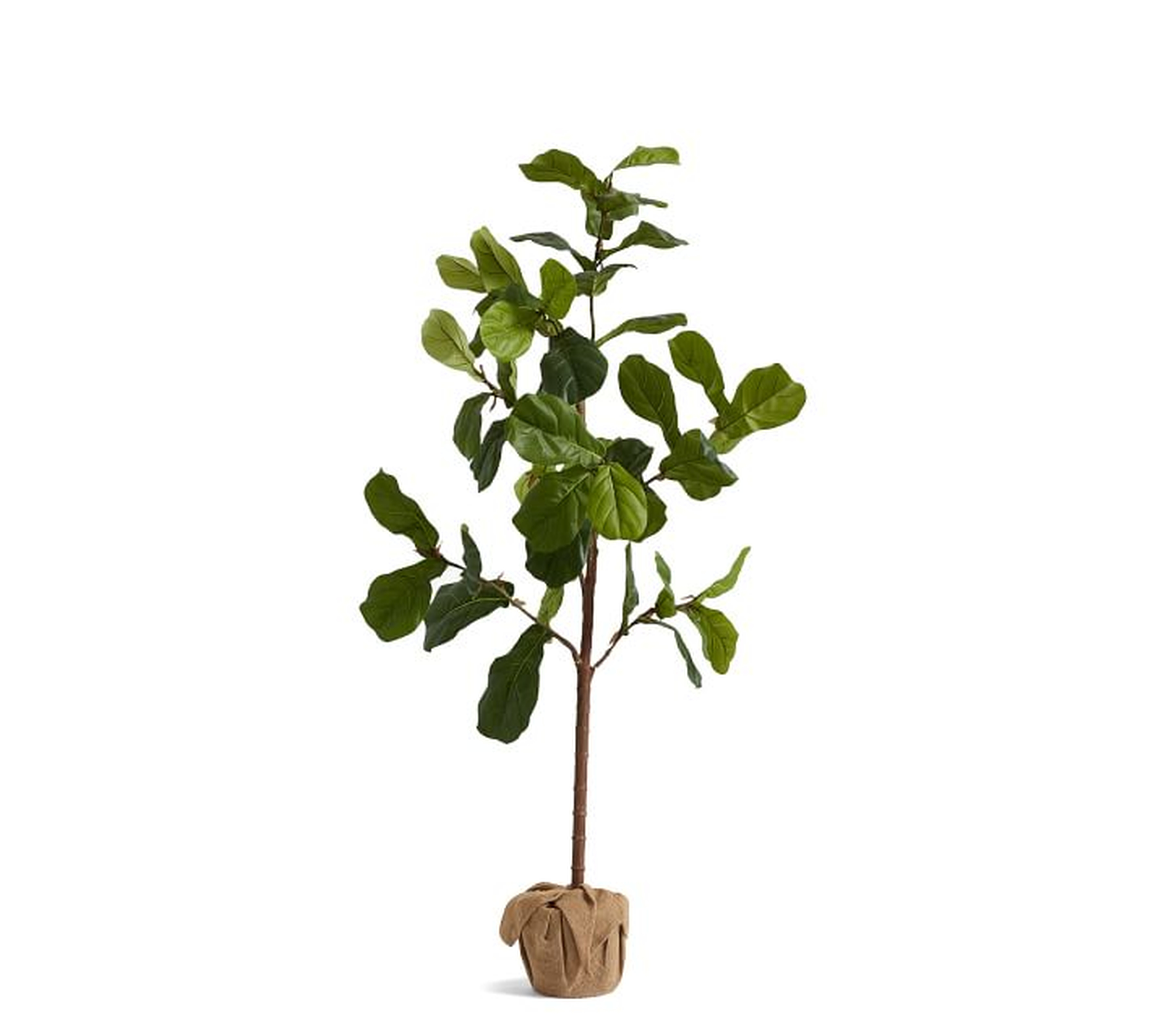 Faux Potted Fiddle Leaf Fig Trees - Pottery Barn