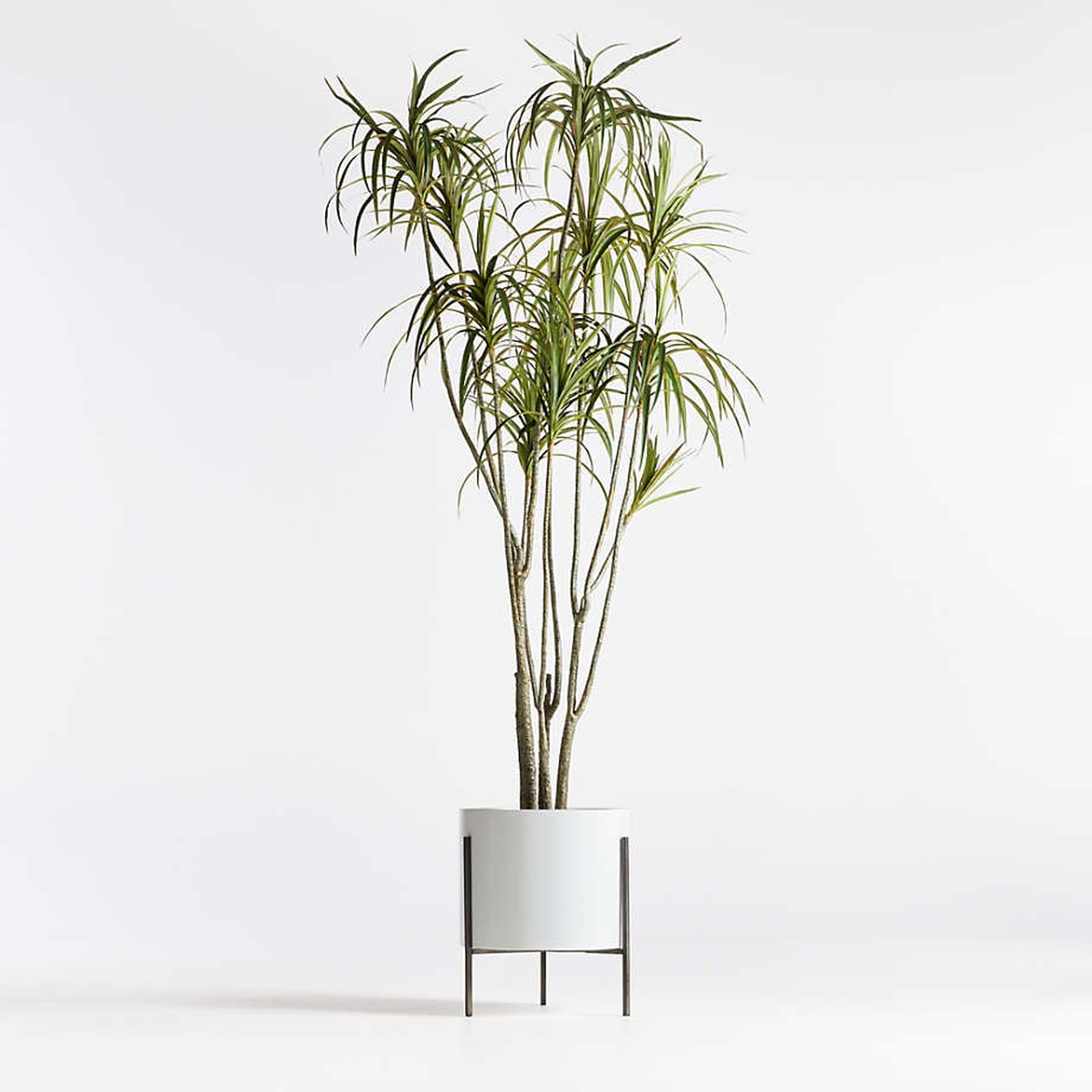 Faux Potted Dracaena 6.5' - Crate and Barrel