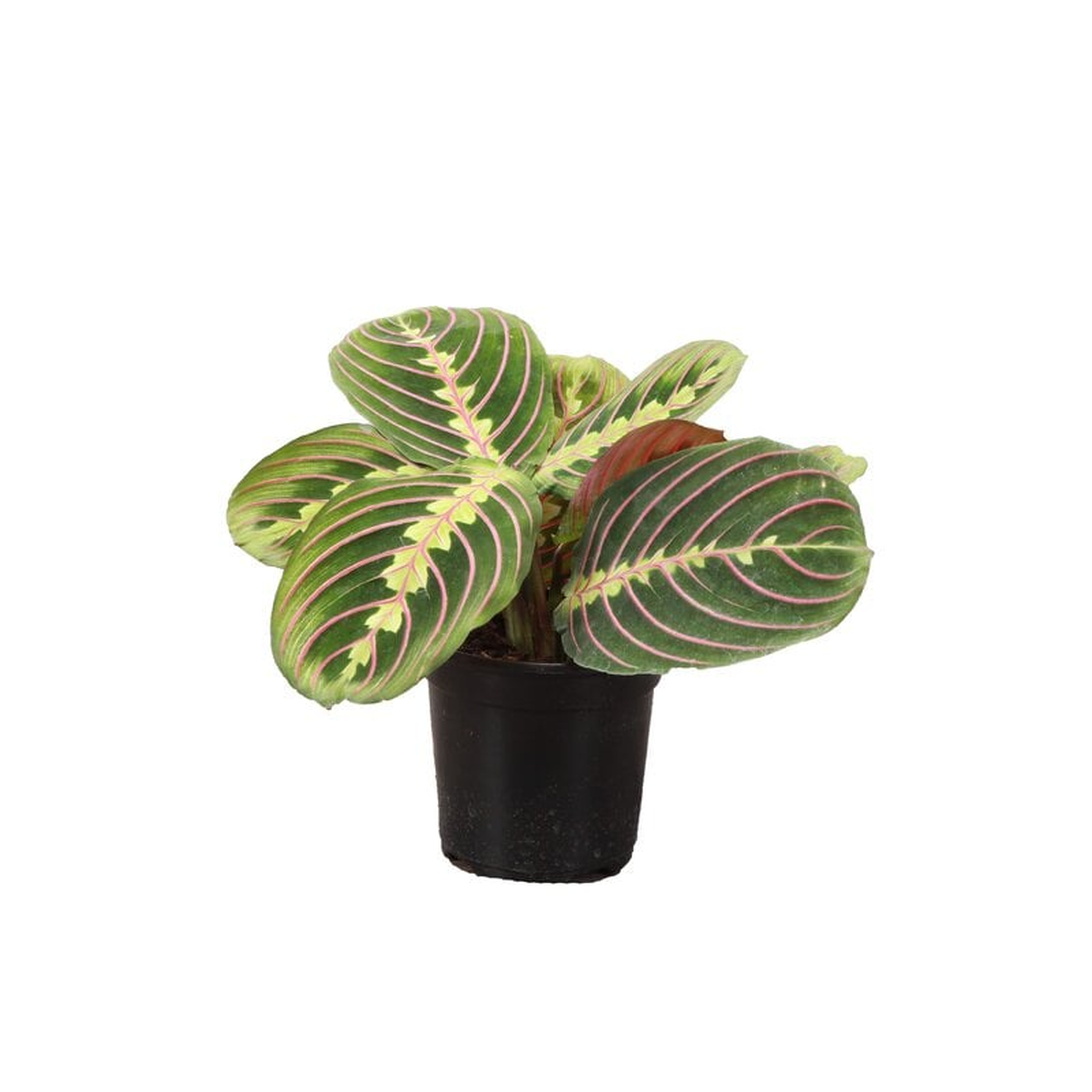 Thorsen's Greenhouse Live Red Prayer Plant - Perigold