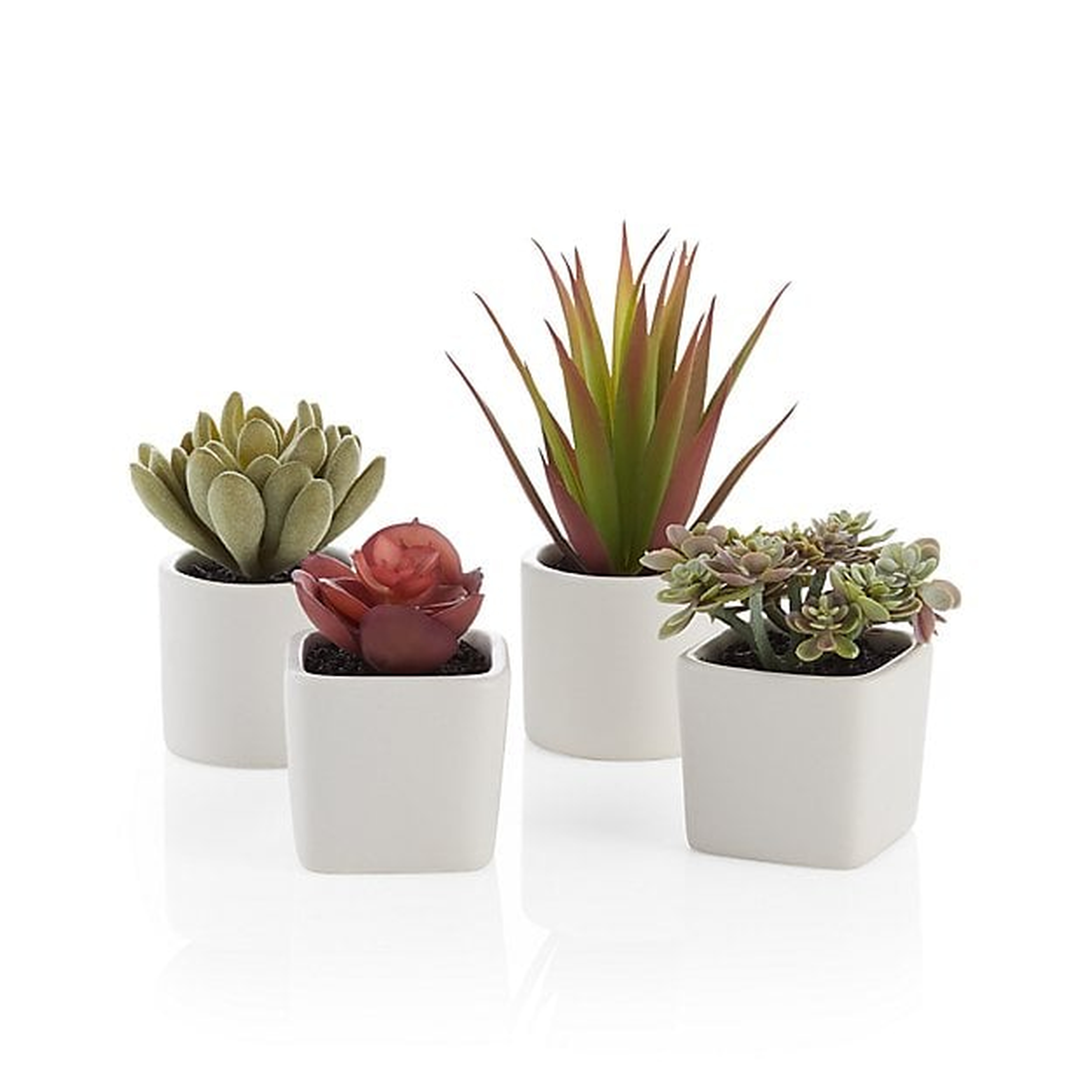 Faux Mini Potted Succulents, Set of 4 - Crate and Barrel