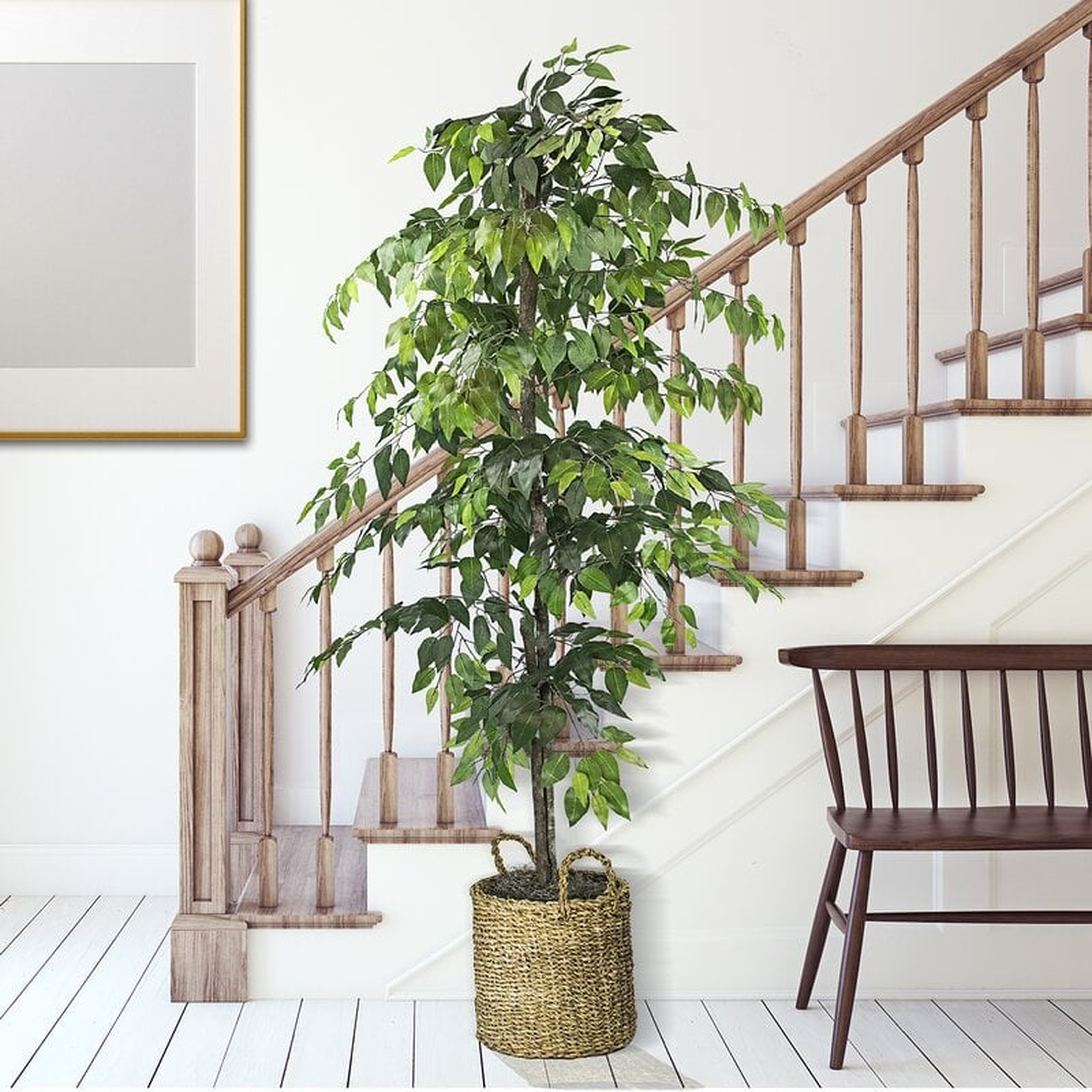 72" Ficus Tree in Basket - Wayfair