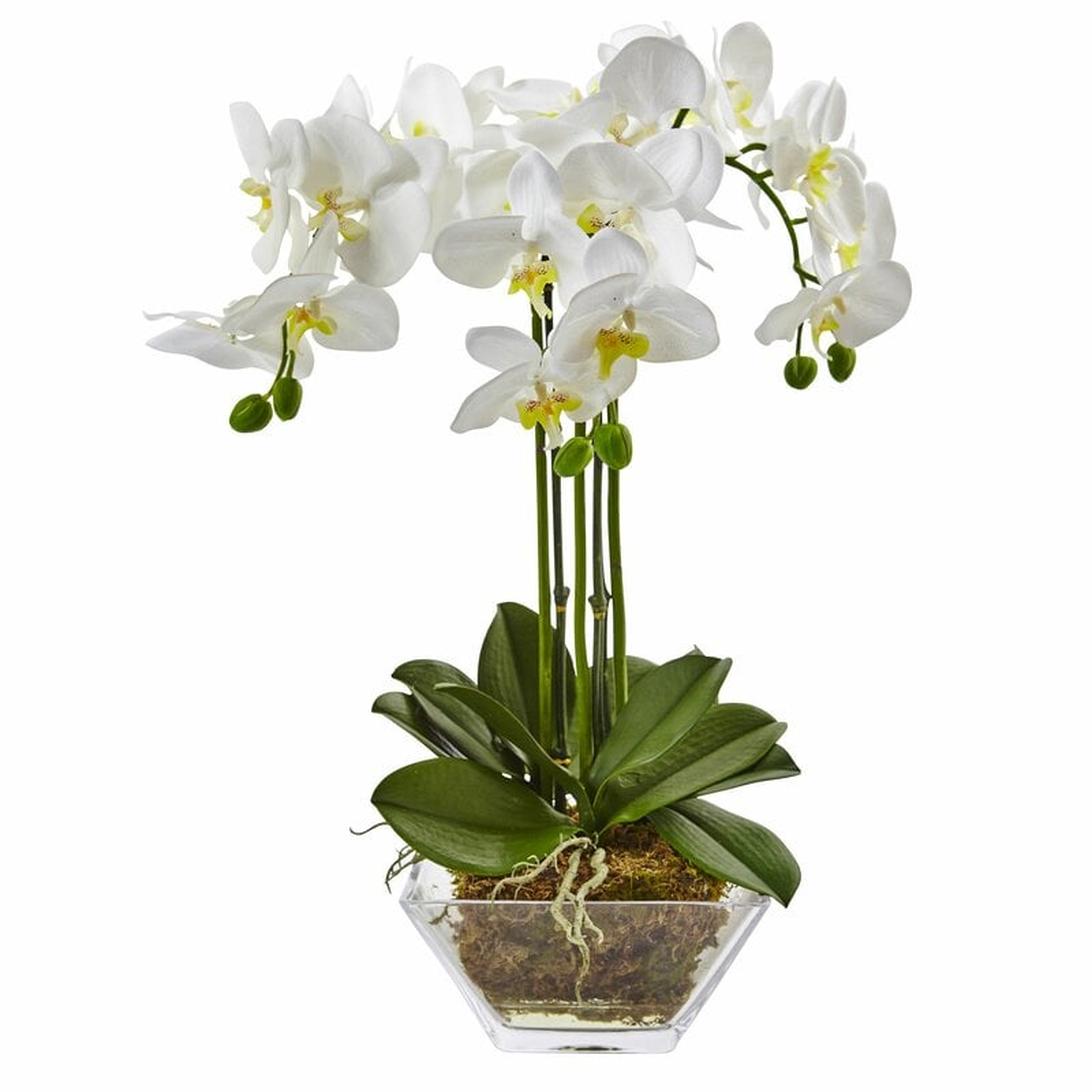 Triple Phalaenopsis Orchid Floral Arrangement in Vase - Wayfair